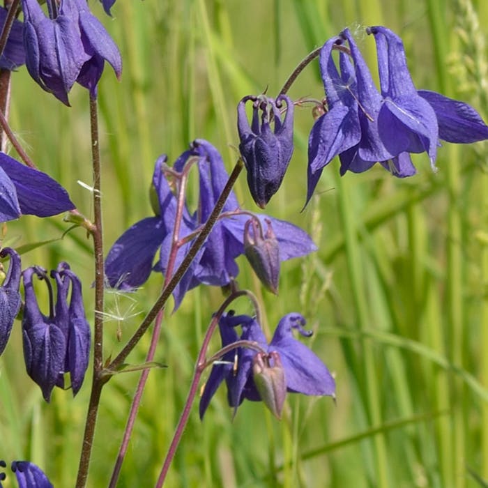 'Granny's Bonnet' - the original now much-copied Common Columbine