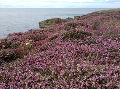 Heather - prolific heath and moorland colour