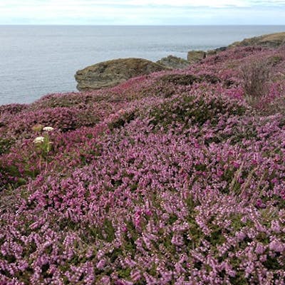 Heather - prolific heath and moorland colour