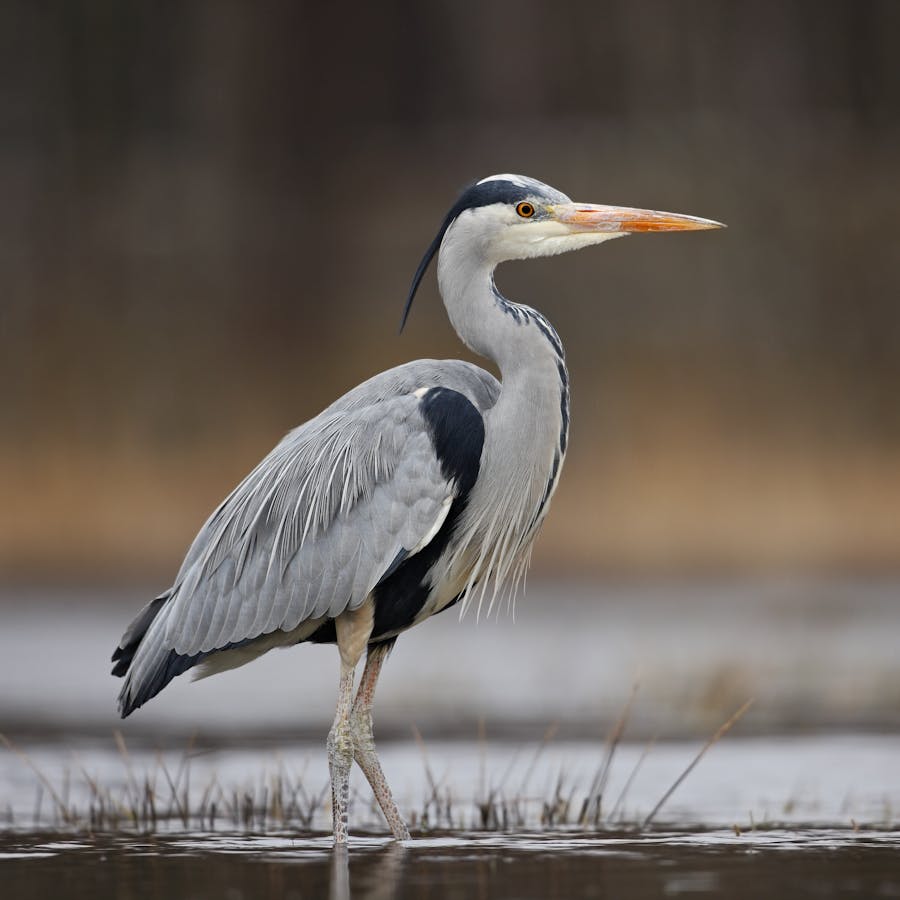 The statuesque Grey Heron Bird Bite Sized Britain Britain s The statuesque Grey Heron Bird Bite Sized Britain Britain s