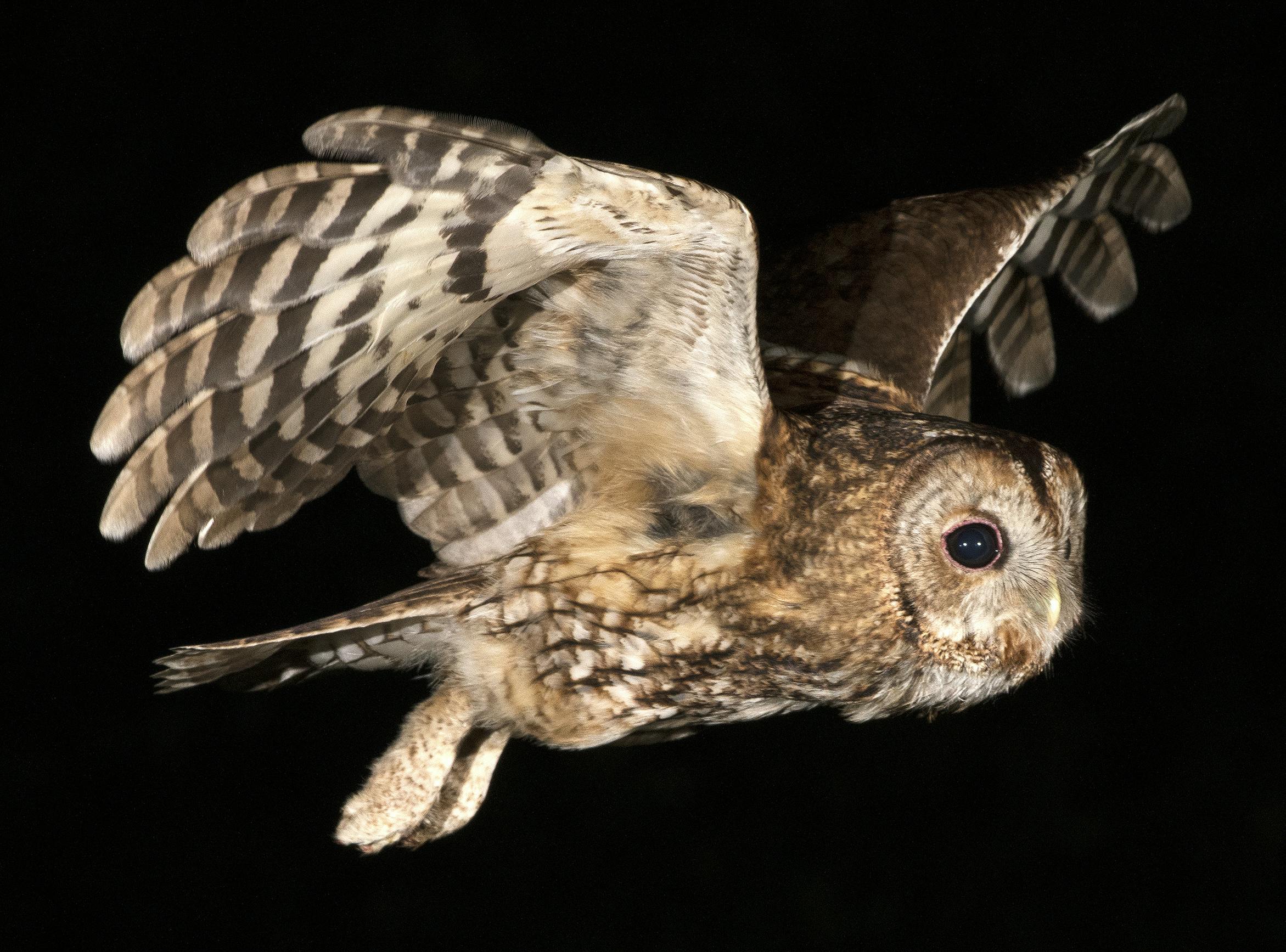 Tawny Owl - our most familiar owl - Bird - Bite Sized Britain - Britain ...