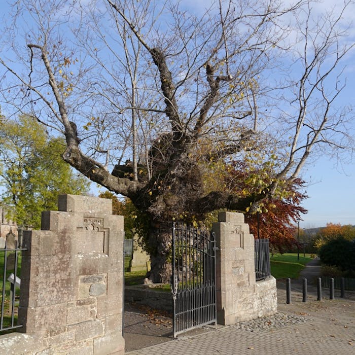 The Beauly Elm