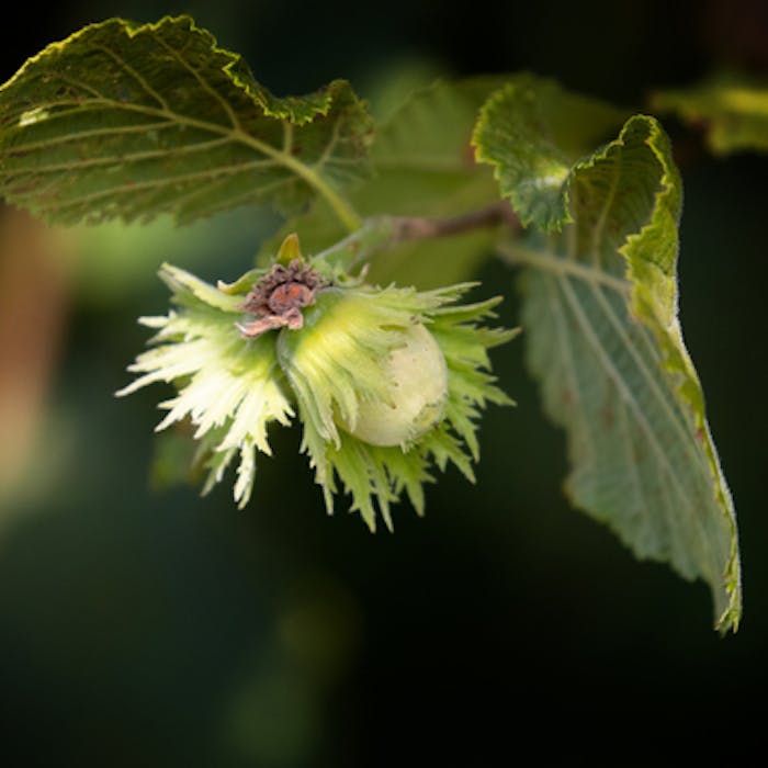Hazel - a native nut from a useful tree