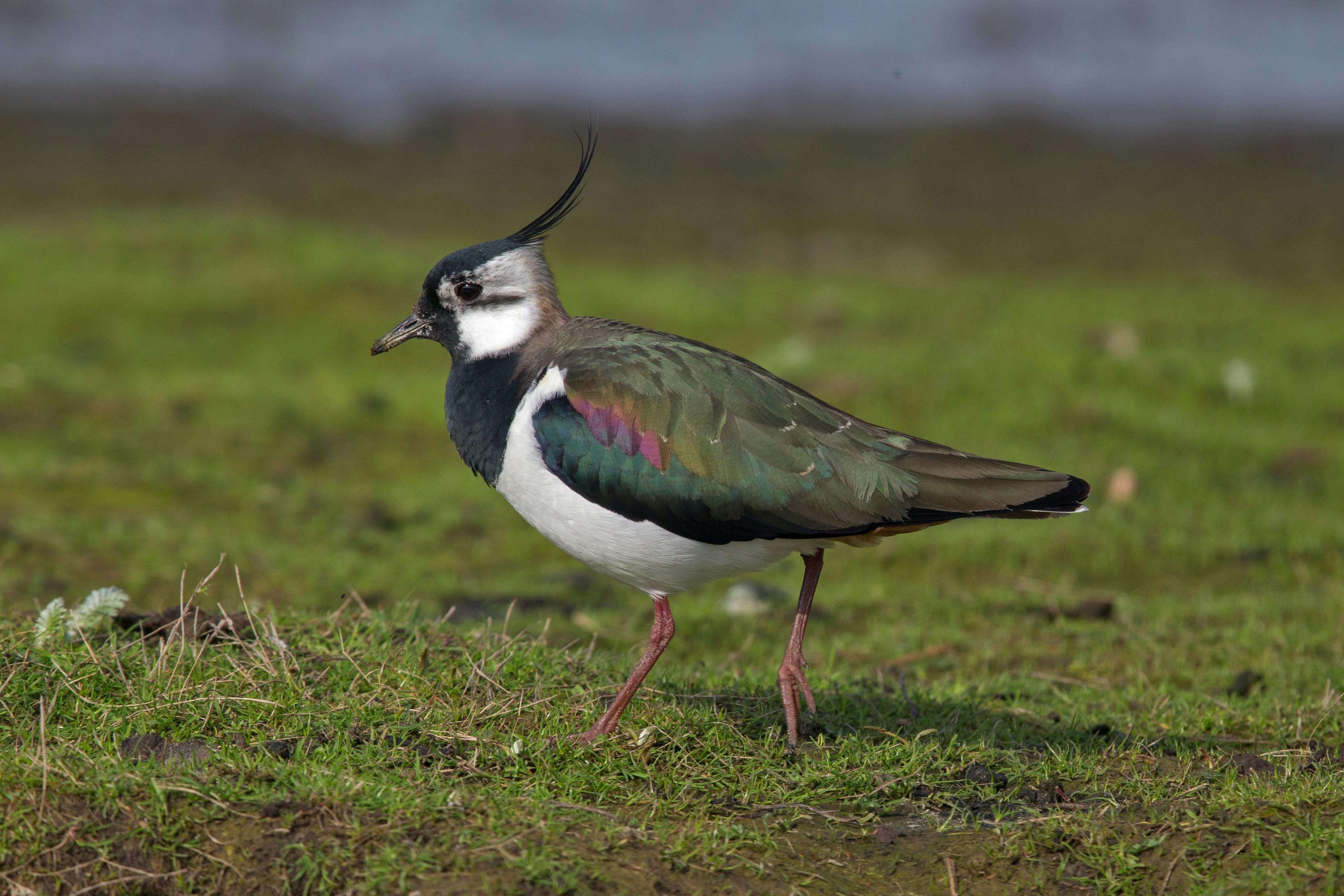 The lapwing or peewit - Bird - Bite Sized Britain - Britain’s amazing ...