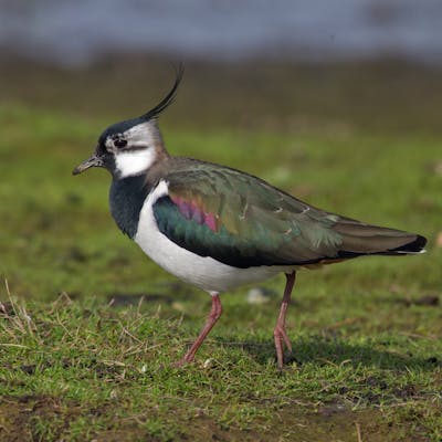 The lapwing or peewit