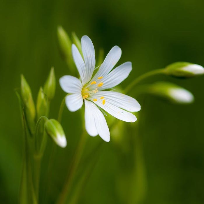 Stitchwort - star of the hedgerow