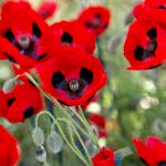 The poppy - vibrant symbol of sacrifice
