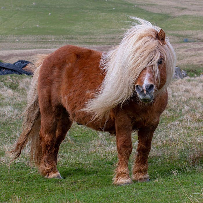 The Shetland Pony - a sturdy survivor and stalwart of the pits