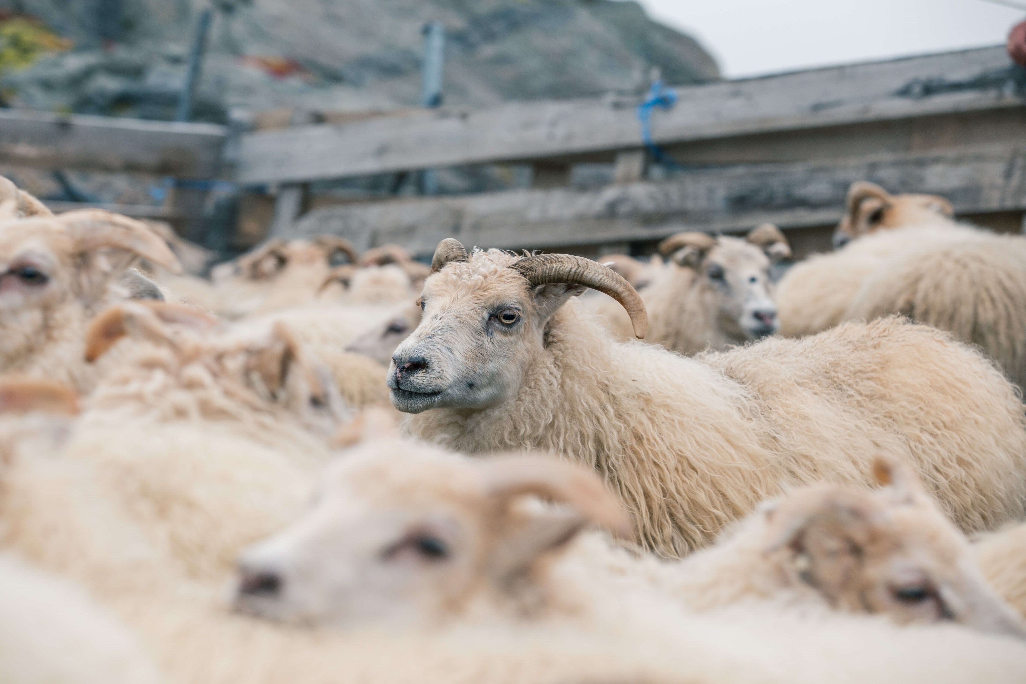 Sheep herding near sales me