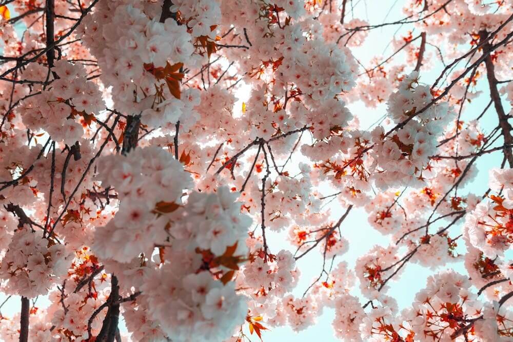 Cerisiers du Japon en fleur
