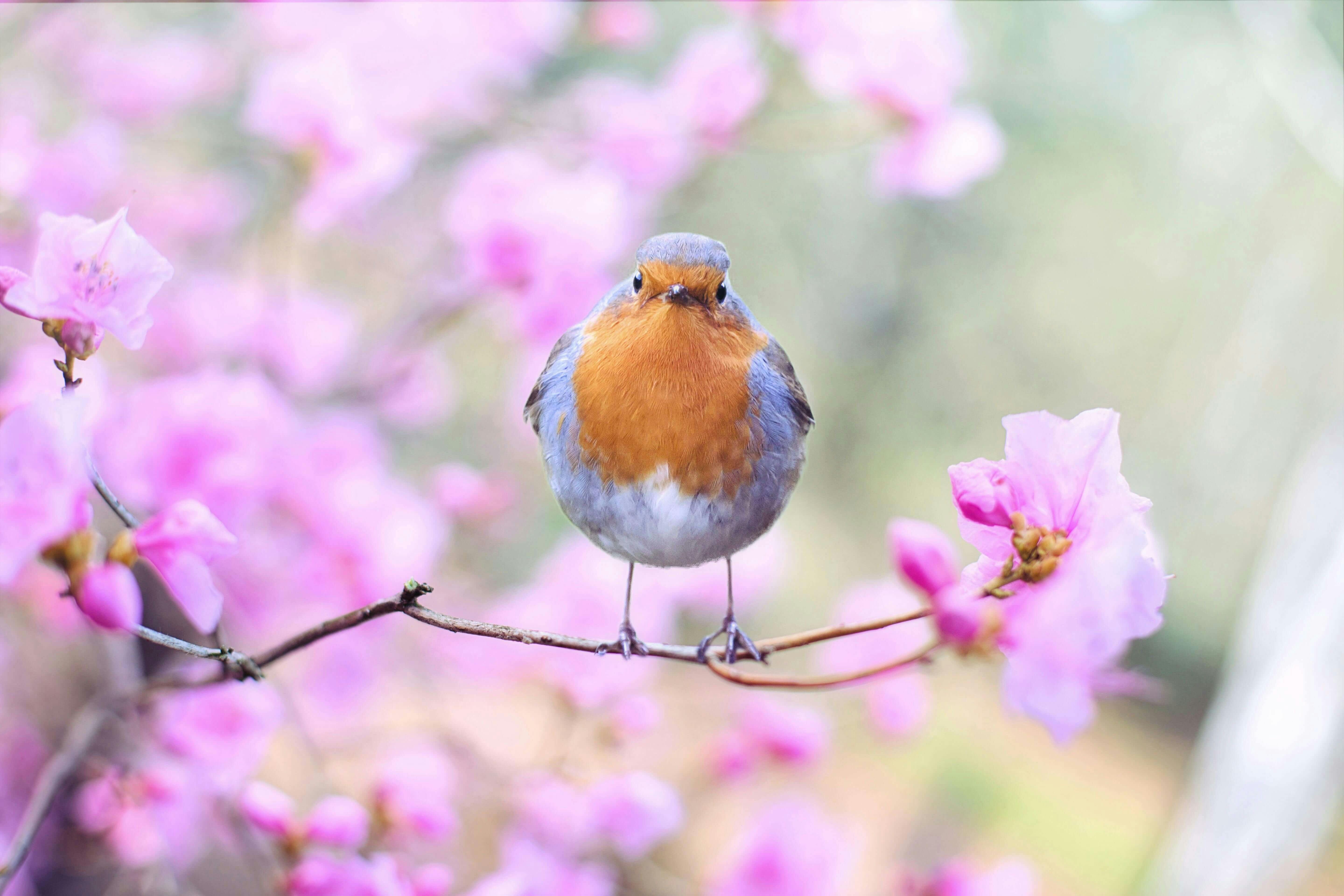 Rouge gorge au printemps