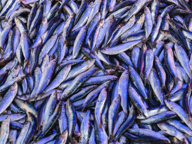 les anchois, spécialité de Collioure