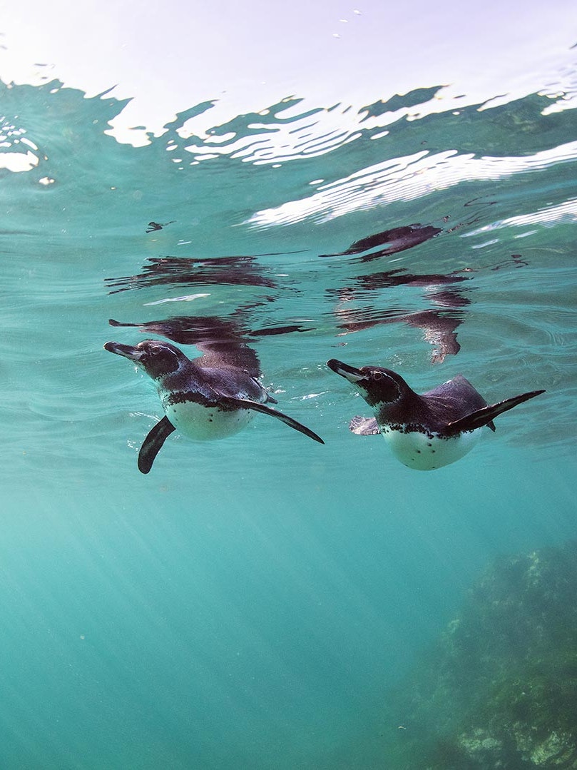 Sketchin - Case - Silversea Silver Origin Galapagos Islands - penguins unde water