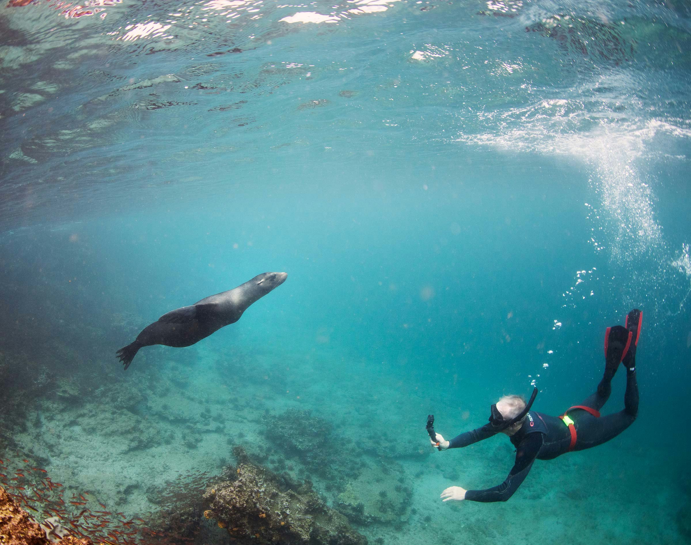 Sketchin - Case - Silversea Silver Origin Galapagos Islands - Galápagos seal under water 