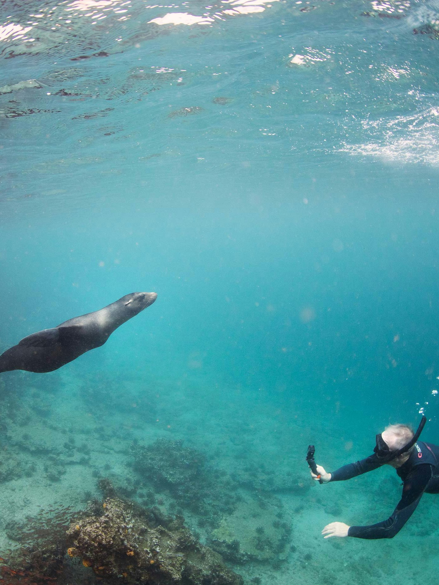 Sketchin - Case - Silversea Silver Origin Galapagos Islands - Galápagos seal under water 