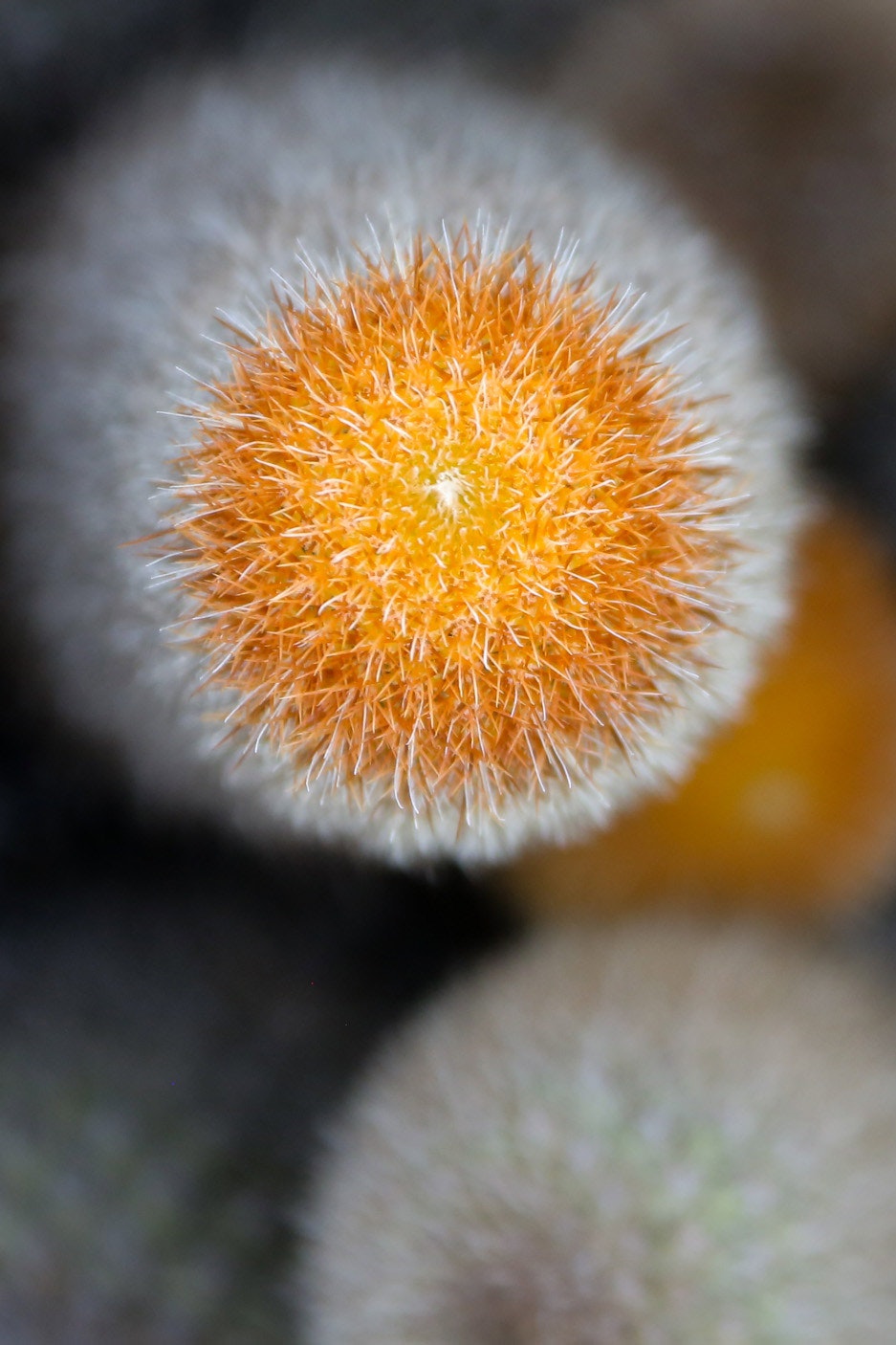 Sketchin - Case - Silversea Silver Origin Galapagos Islands - Galápagos plant