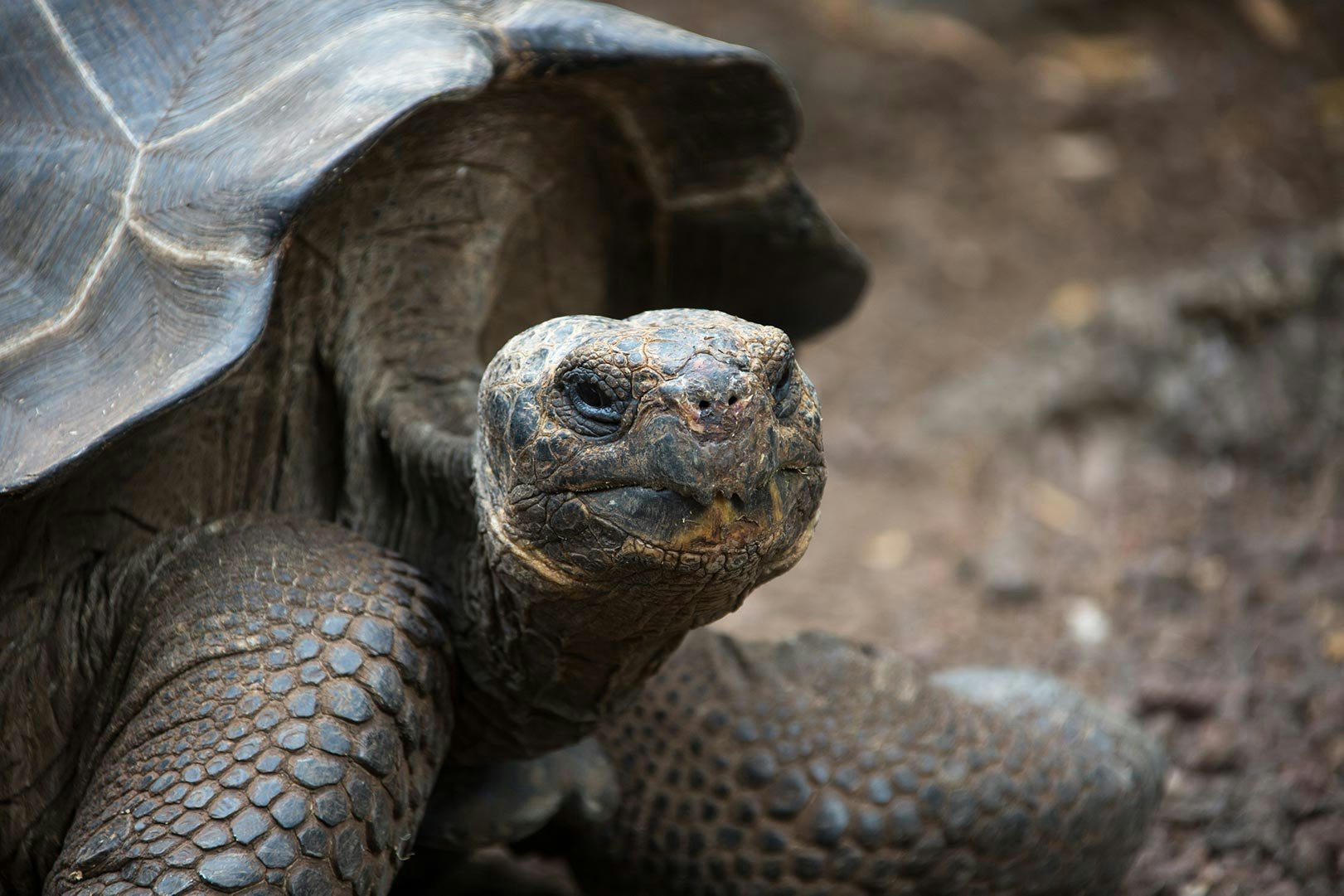 Sketchin - Case - Silversea Silver Origin Galapagos Islands - Galápagos giant tortoise