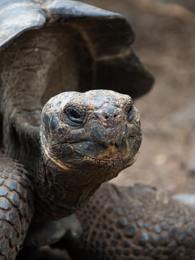 Sketchin - Case - Silversea Silver Origin Galapagos Islands - Galápagos giant tortoise