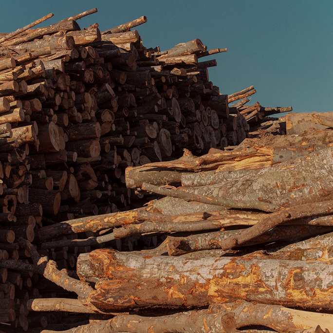 Catasta di tronchi di legno appena tagliati sotto il cielo azzurro, raffigurante la materia prima del settore legno-arredo italiano.