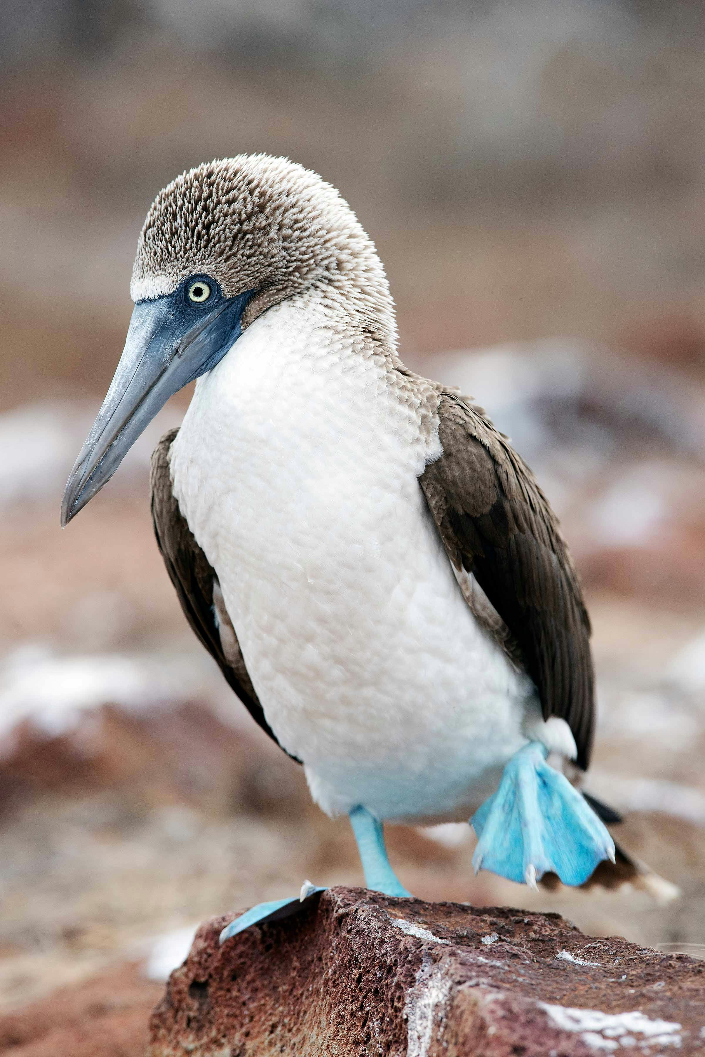 Sketchin - Case - Silversea Silver Origin Galapagos Islands - Blue-footed booby