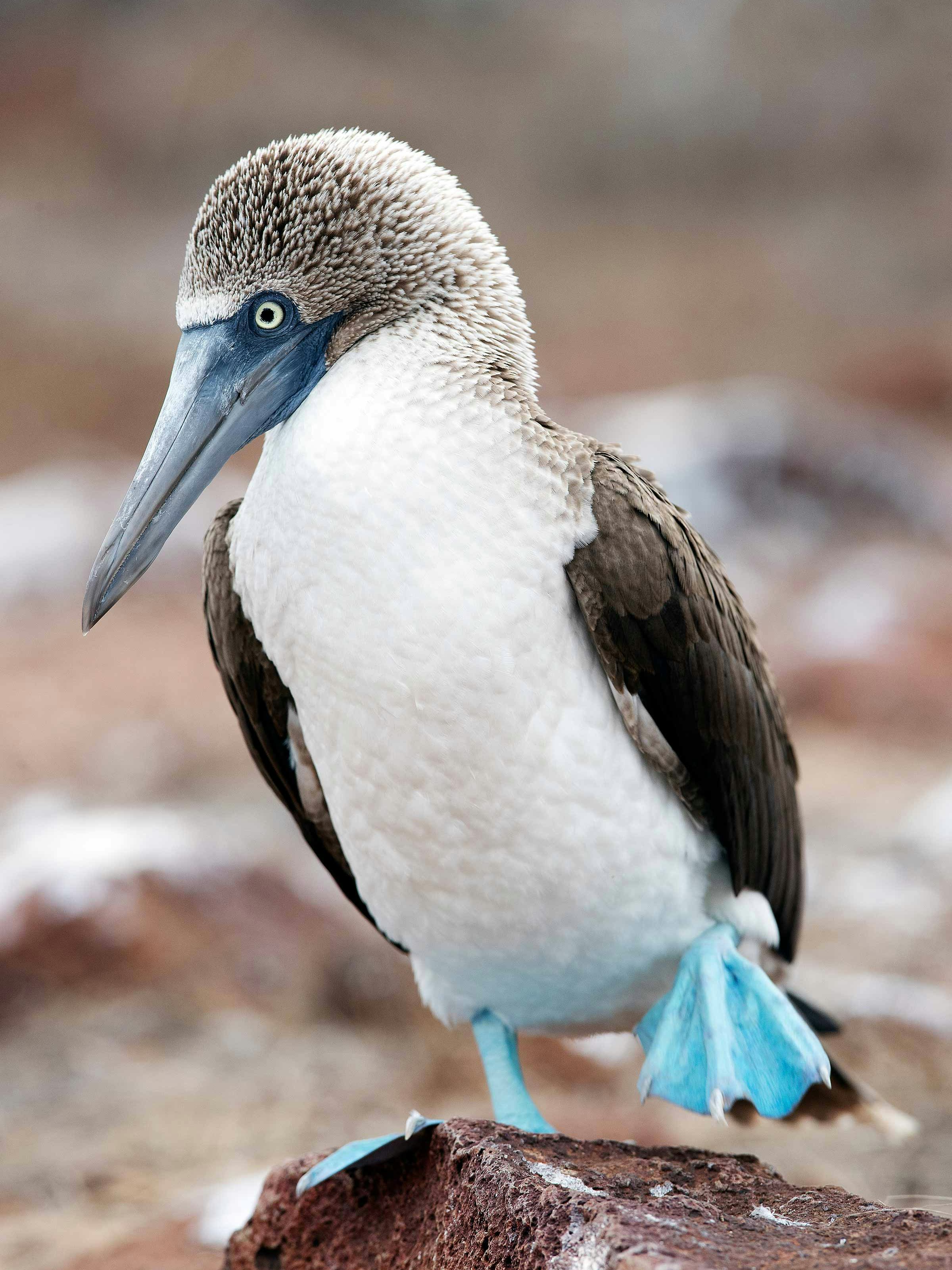 Sketchin - Case - Silversea Silver Origin Galapagos Islands - Blue-footed booby