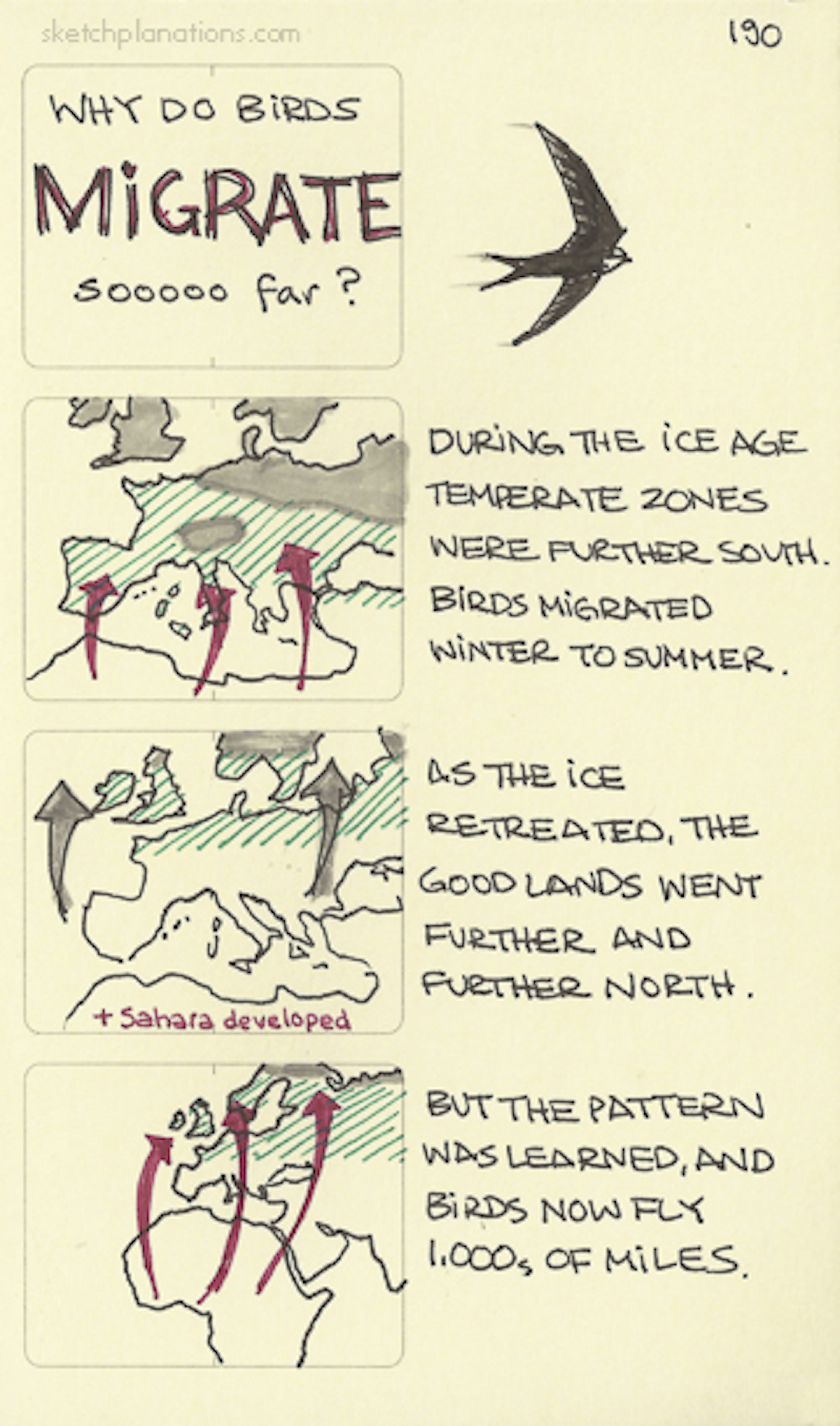 Why do birds migrate sooooo far? - Sketchplanations