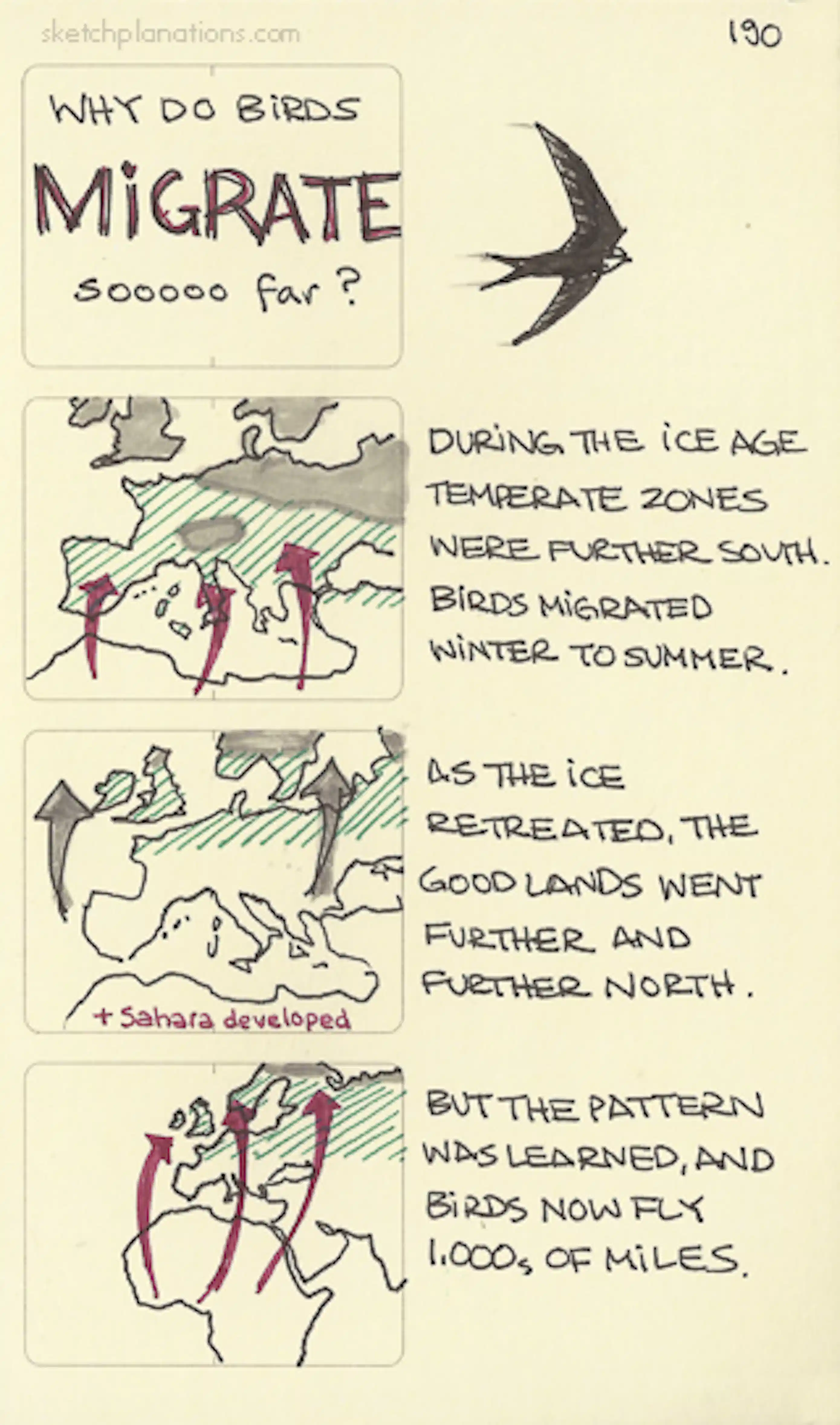 Why Do Birds Migrate Sooooo Far Sketchplanations Why do birds migrate sooooo far sketchplanations