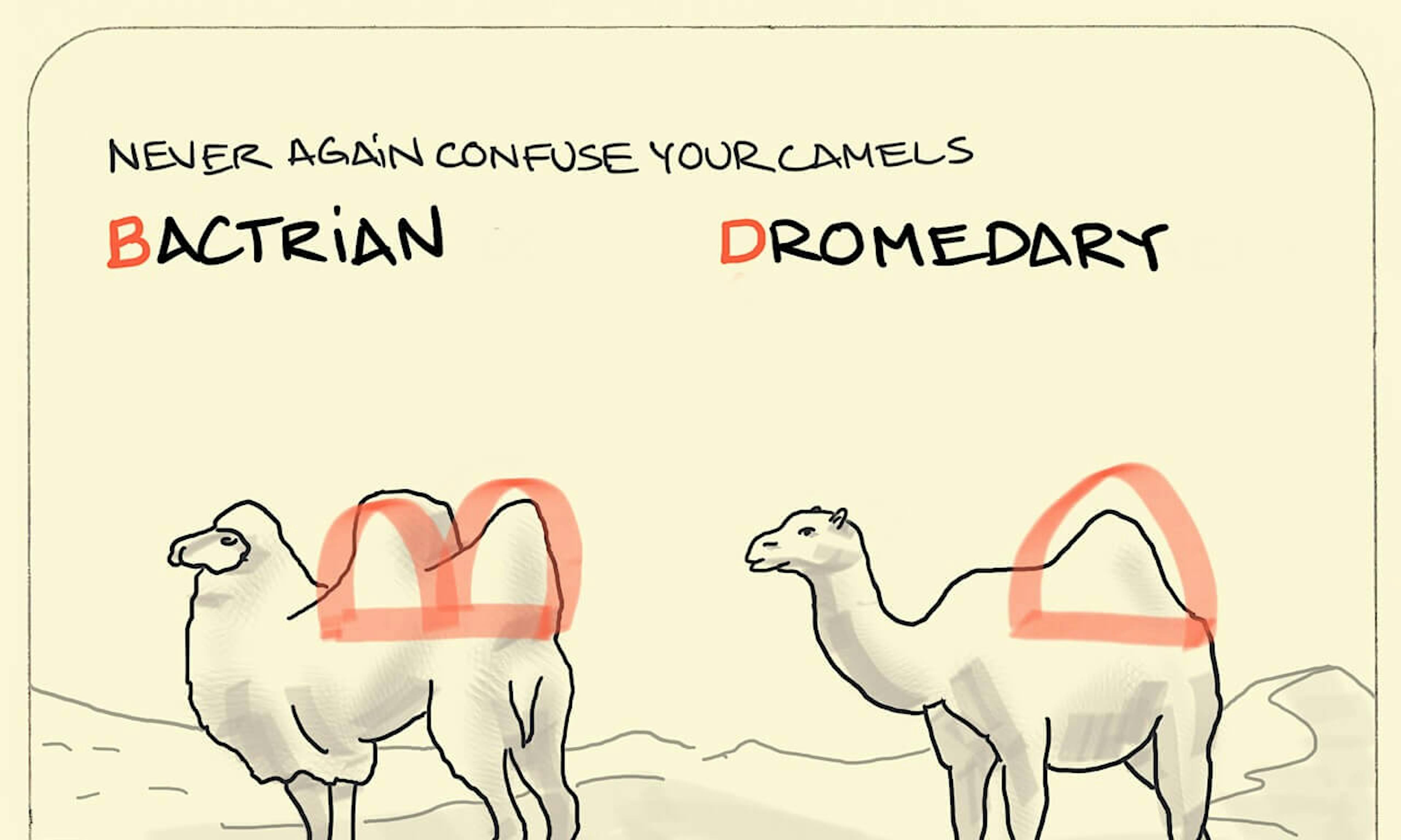 What is the difference between a Bactrian or Dromedary Camel: how many humps do each have and how to remember it with letters B and D