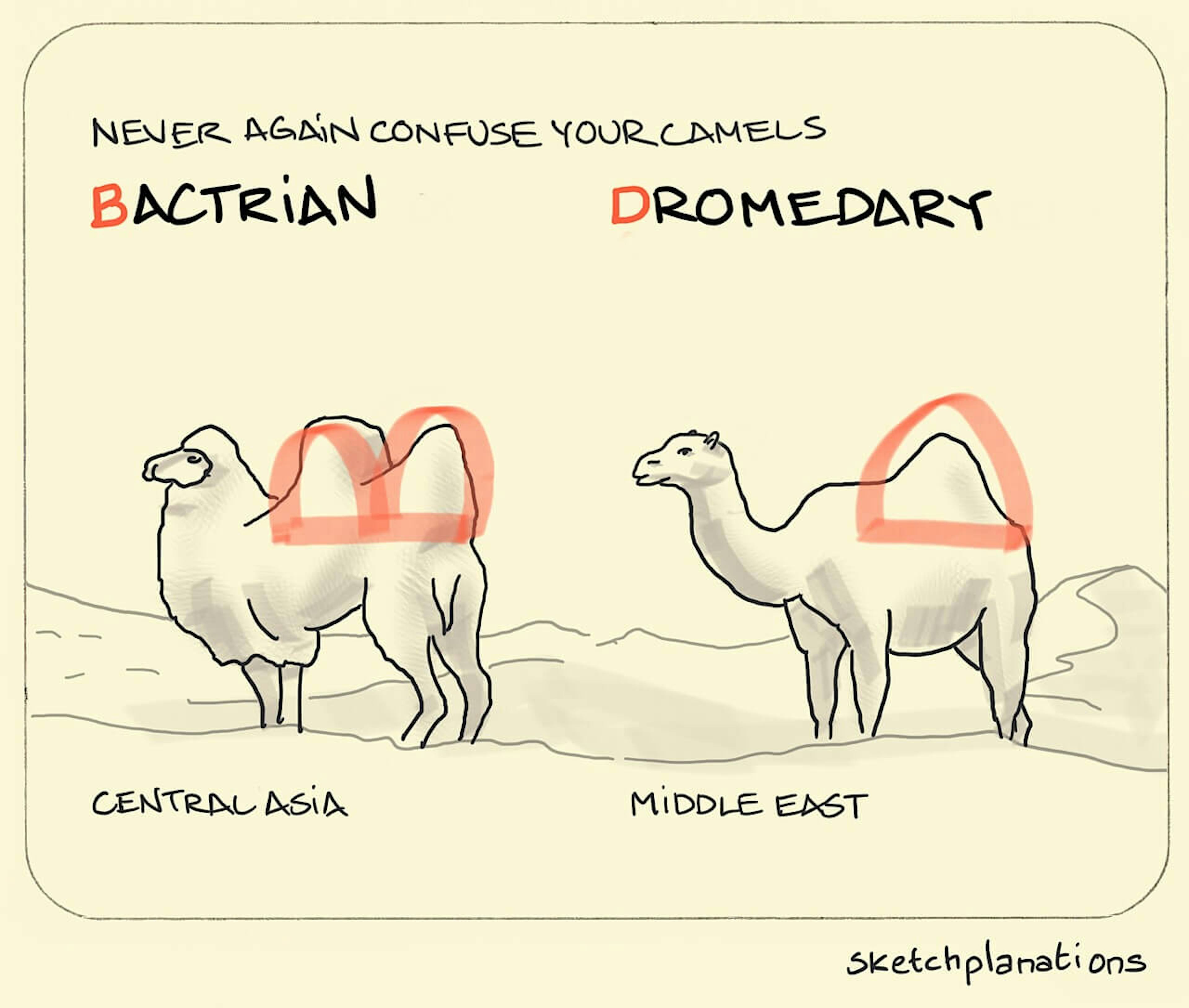 How to identify a Bactrian or Dromedary Camel: The Bactrian camel (on the left) has 2 humps like the capital letter B turned on its side. The Dromedary camel has 1 hump (on the right) like the capital letter D turned on its side. If you can count the humps, you know the first letter. 