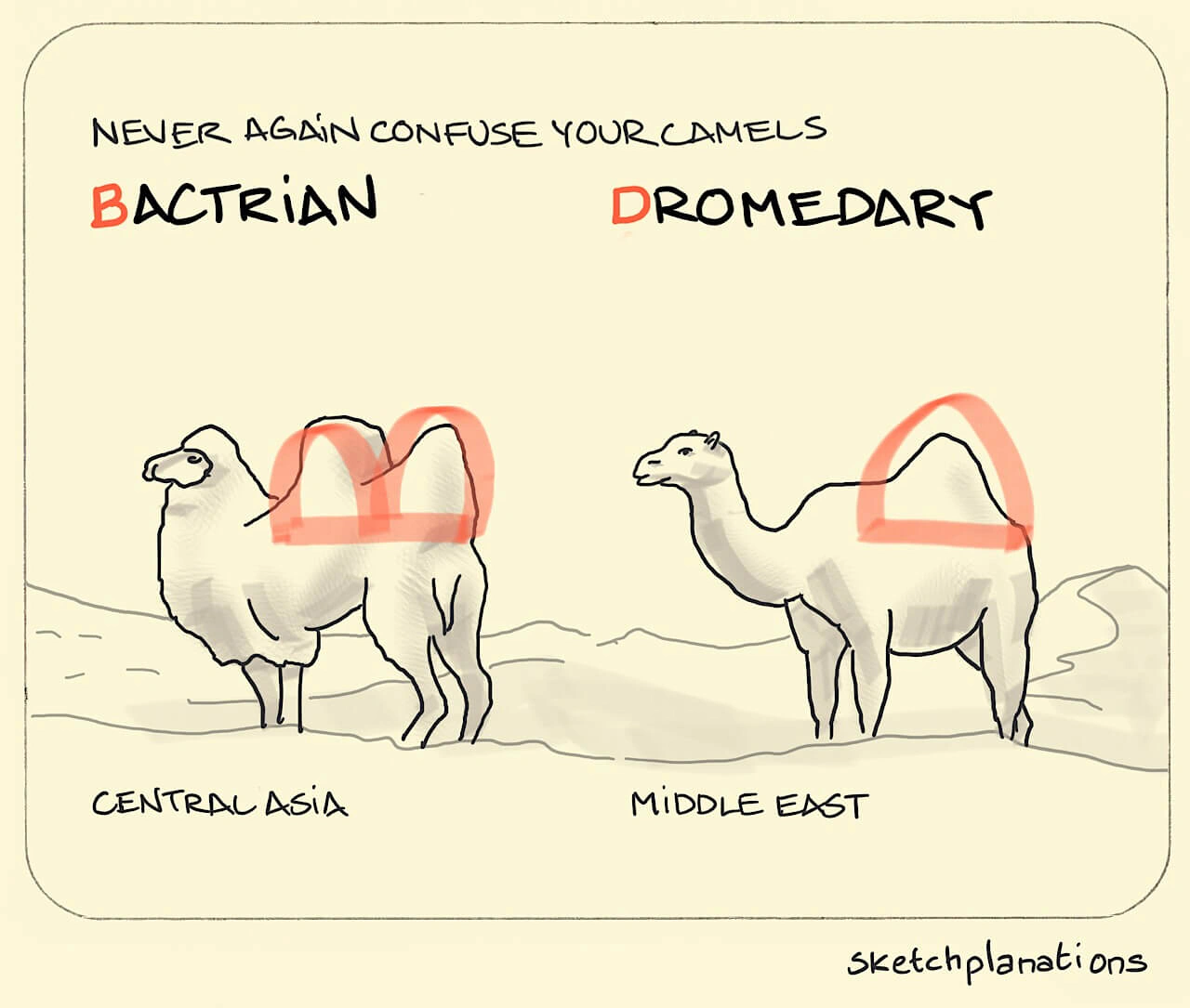 What is the difference between a Bactrian or Dromedary Camel: how many humps do each have and how to remember it with letters B and D