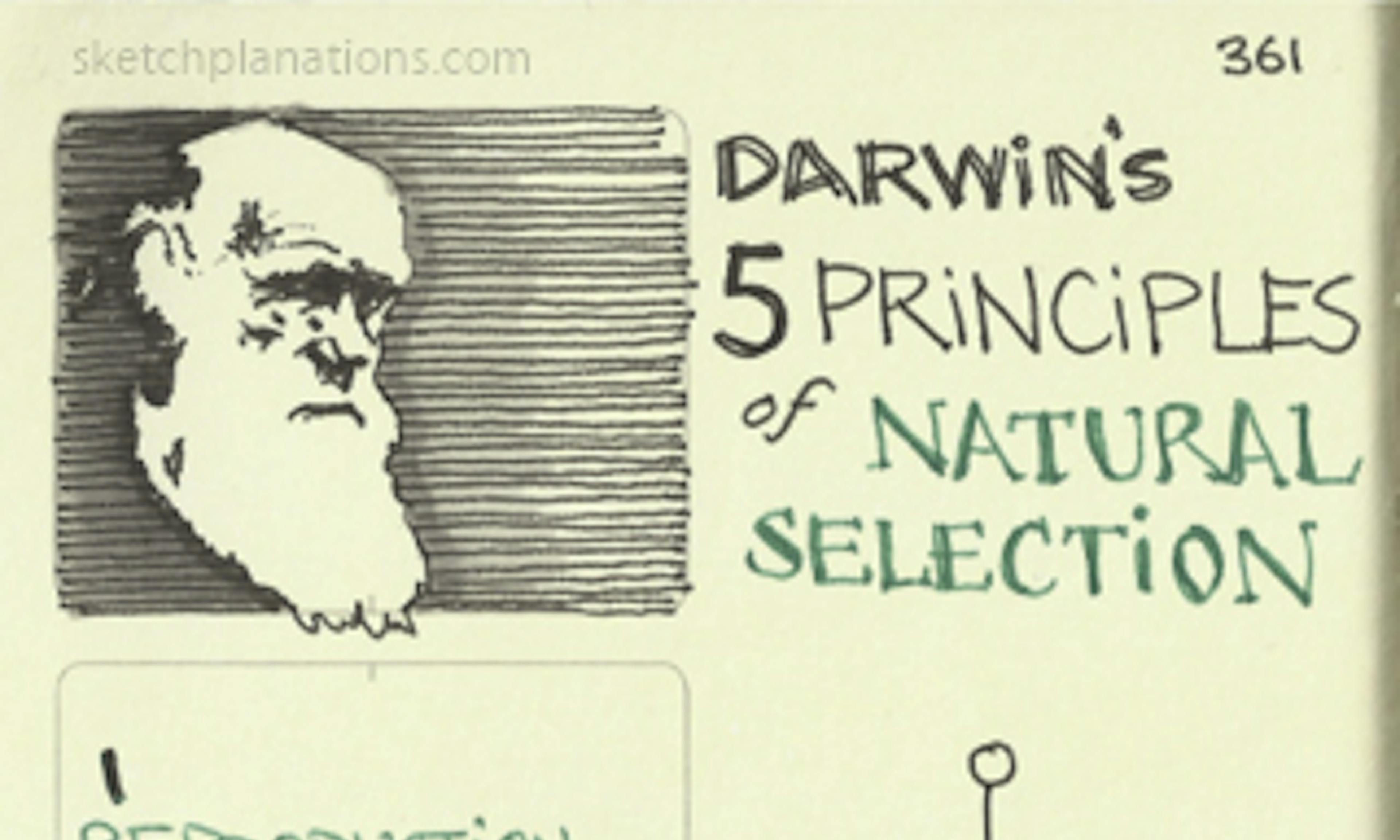Darwin's 5 principles of natural selection: Reproduction, Excess, Variation, Selection, Divergence, illustrated in a tree of variation of children
