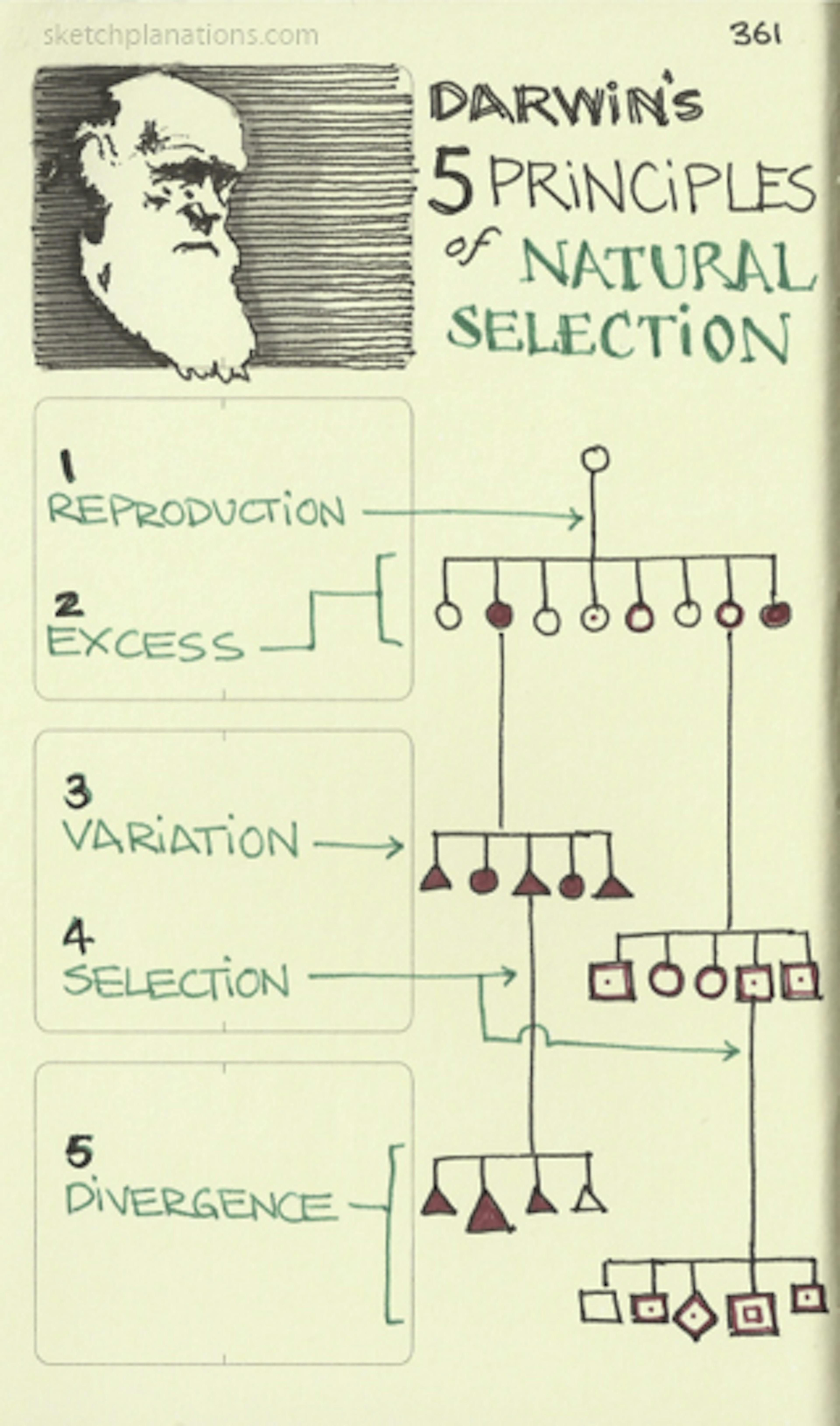 Darwin's 5 principles of natural selection: Reproduction, Excess, Variation, Selection, Divergence, illustrated in a tree of variation of children