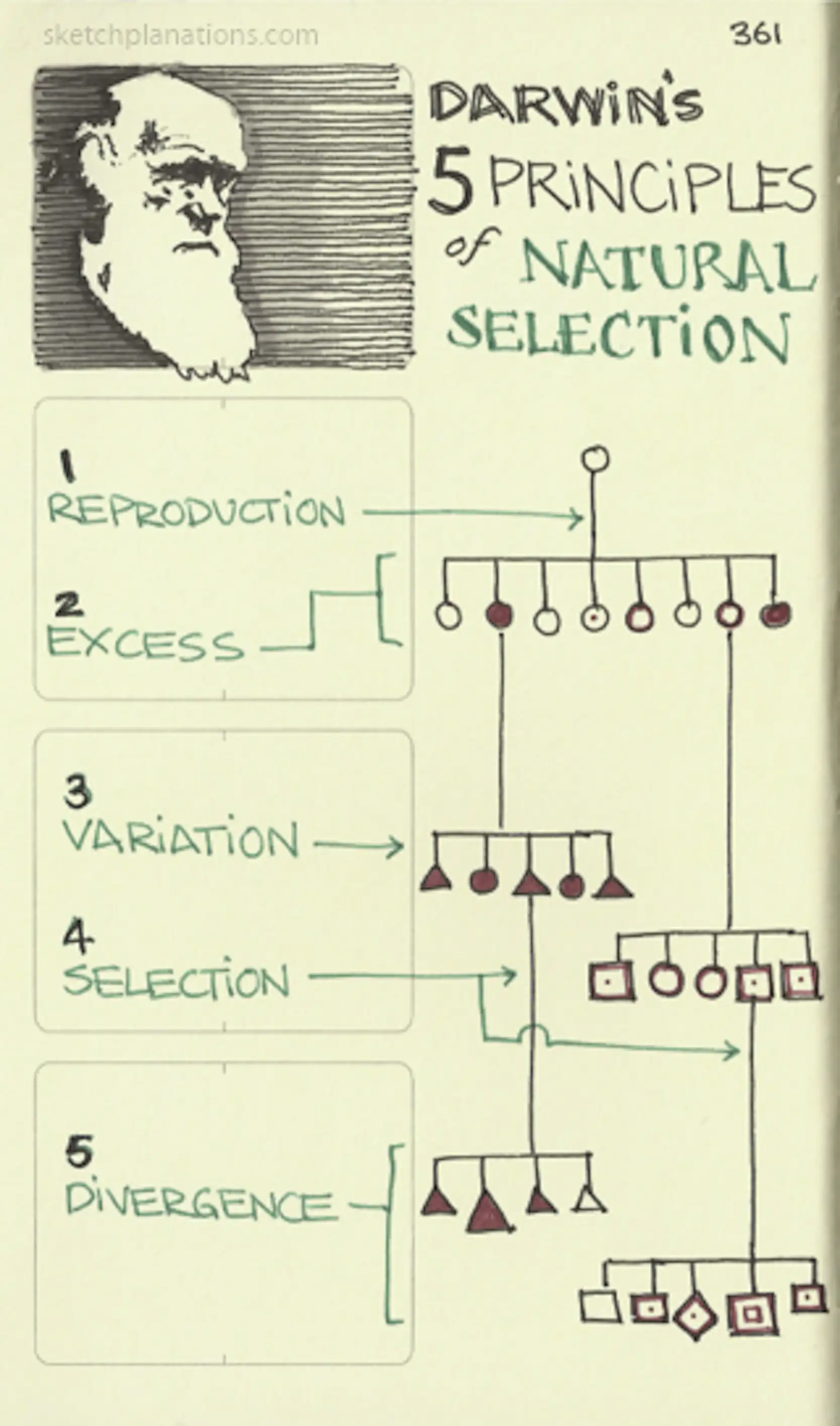 Darwin s 5 Principles Of Natural Selection Sketchplanations Darwin s 5 principles of natural selection sketchplanations