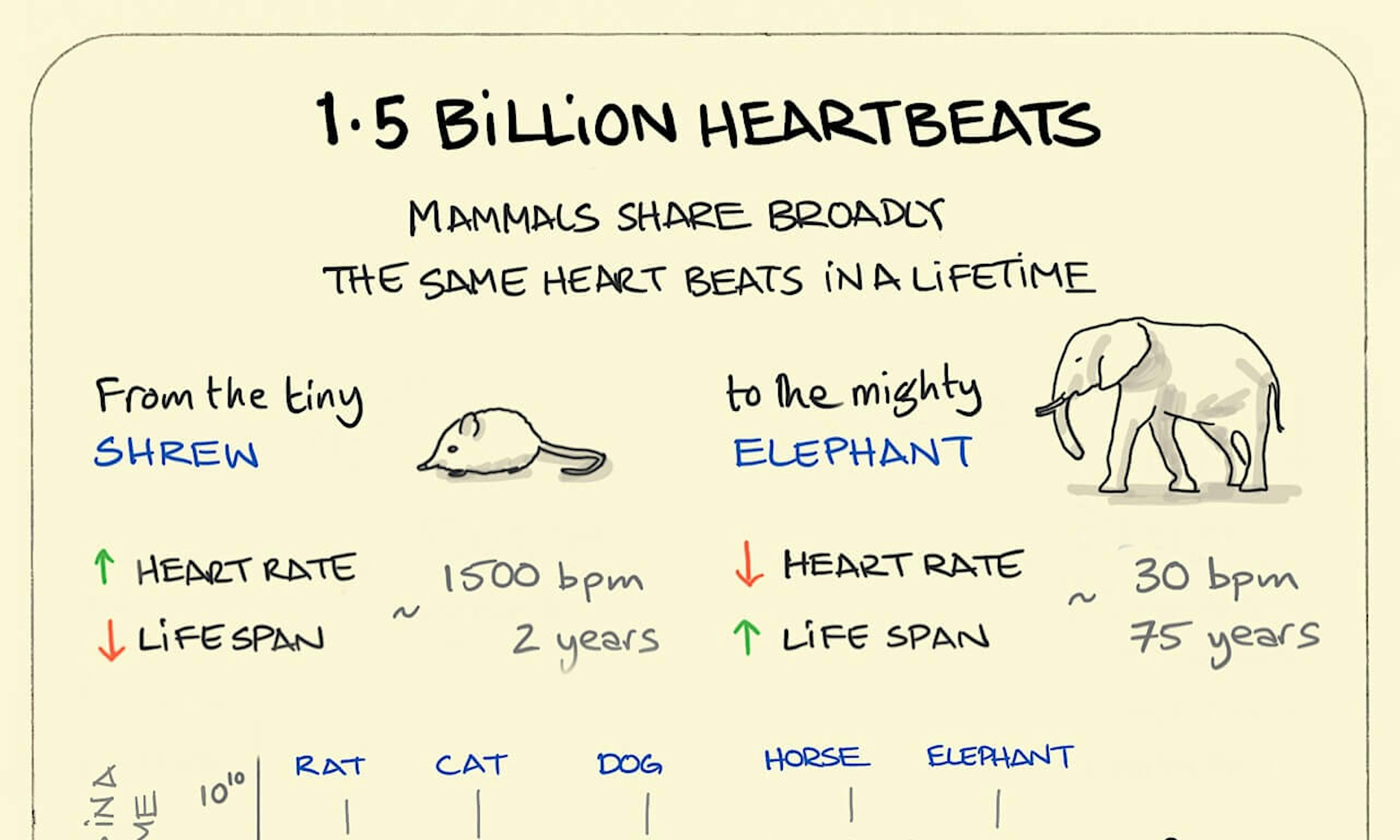 1.5 billion heartbeats illustration: showing how mammals share broadly the same number of heartbeats from a shrew to an elephant