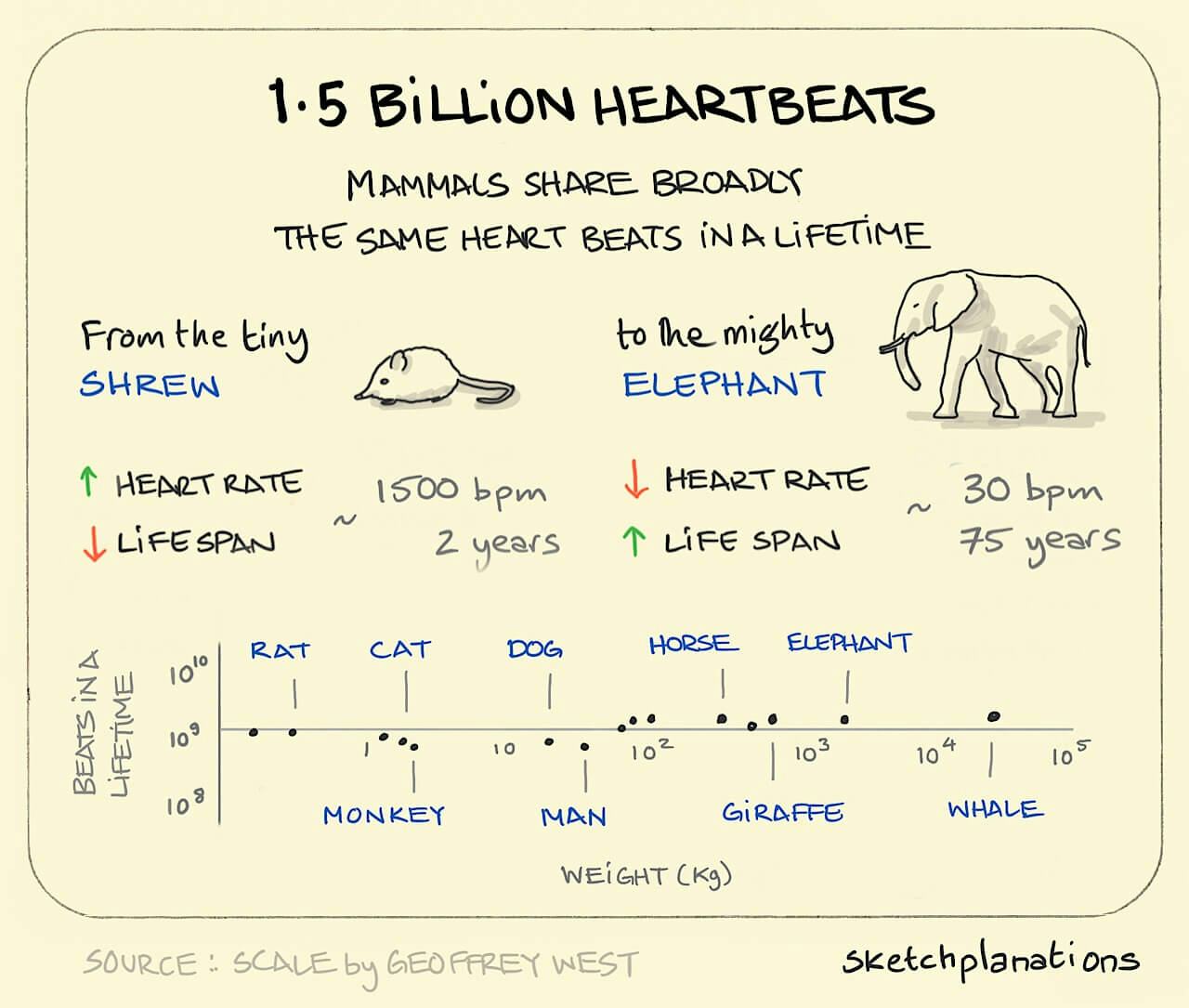 1.5 billion heartbeats illustration: showing how mammals share broadly the same number of heartbeats from a shrew to an elephant