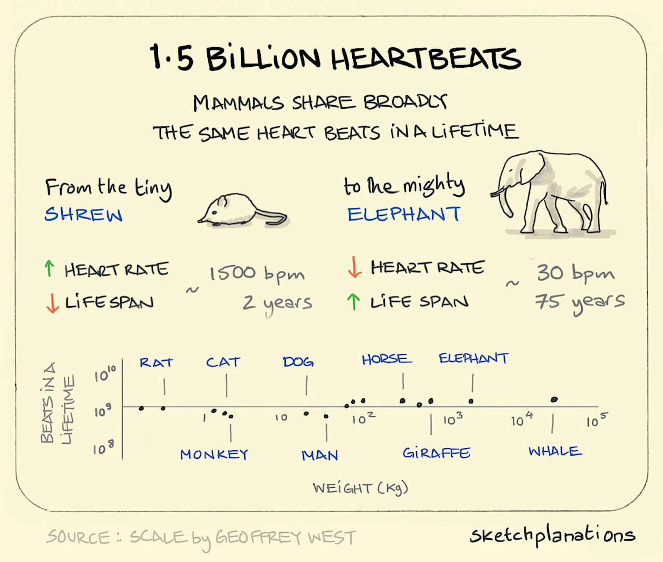 The cobra effect - Sketchplanations
