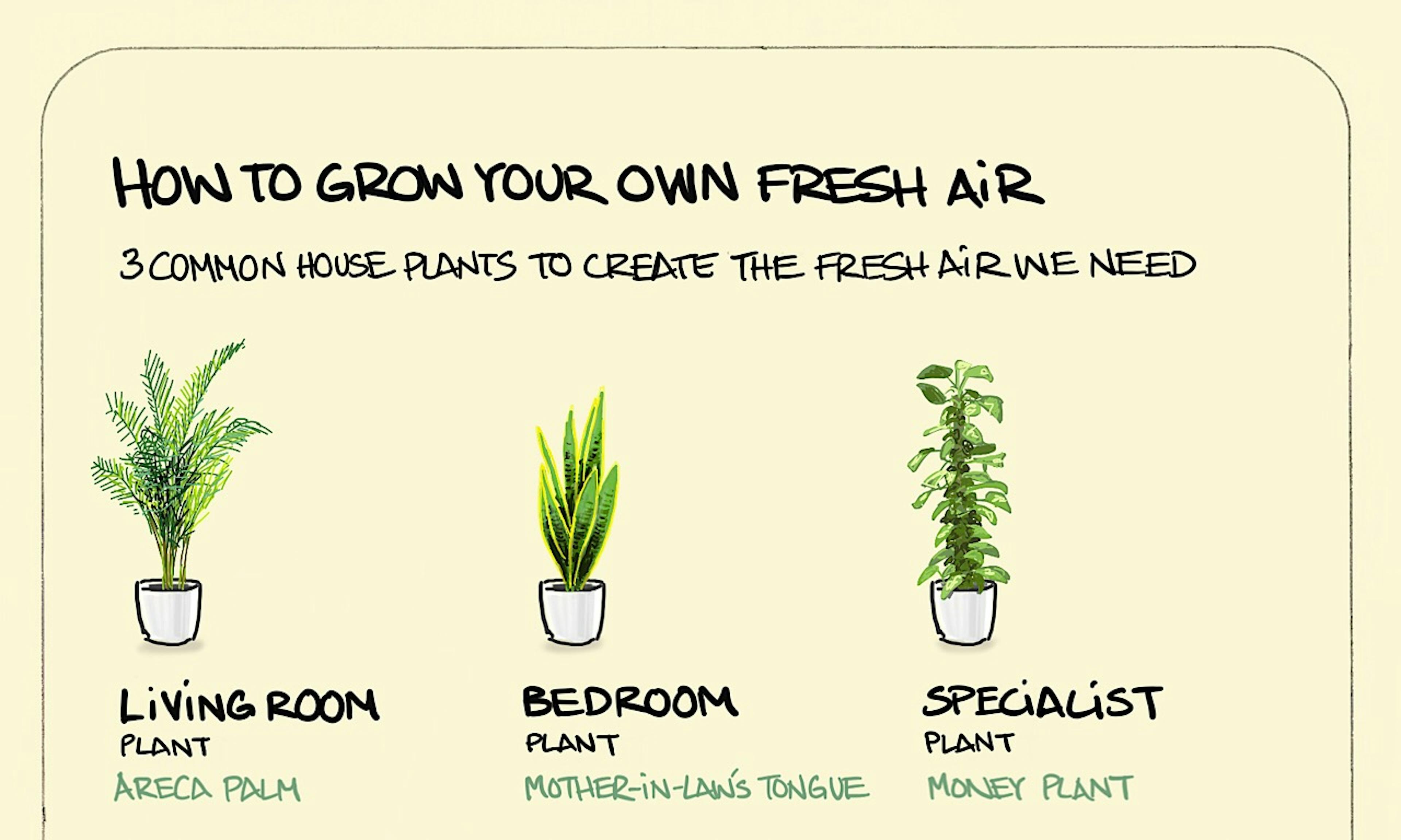 How to grow your own fresh air illustration: examples of common houseplants that help create an environment with relatively cleaner air; the Areca Palm, Mother-in-law's Tongue and the Money Plant.