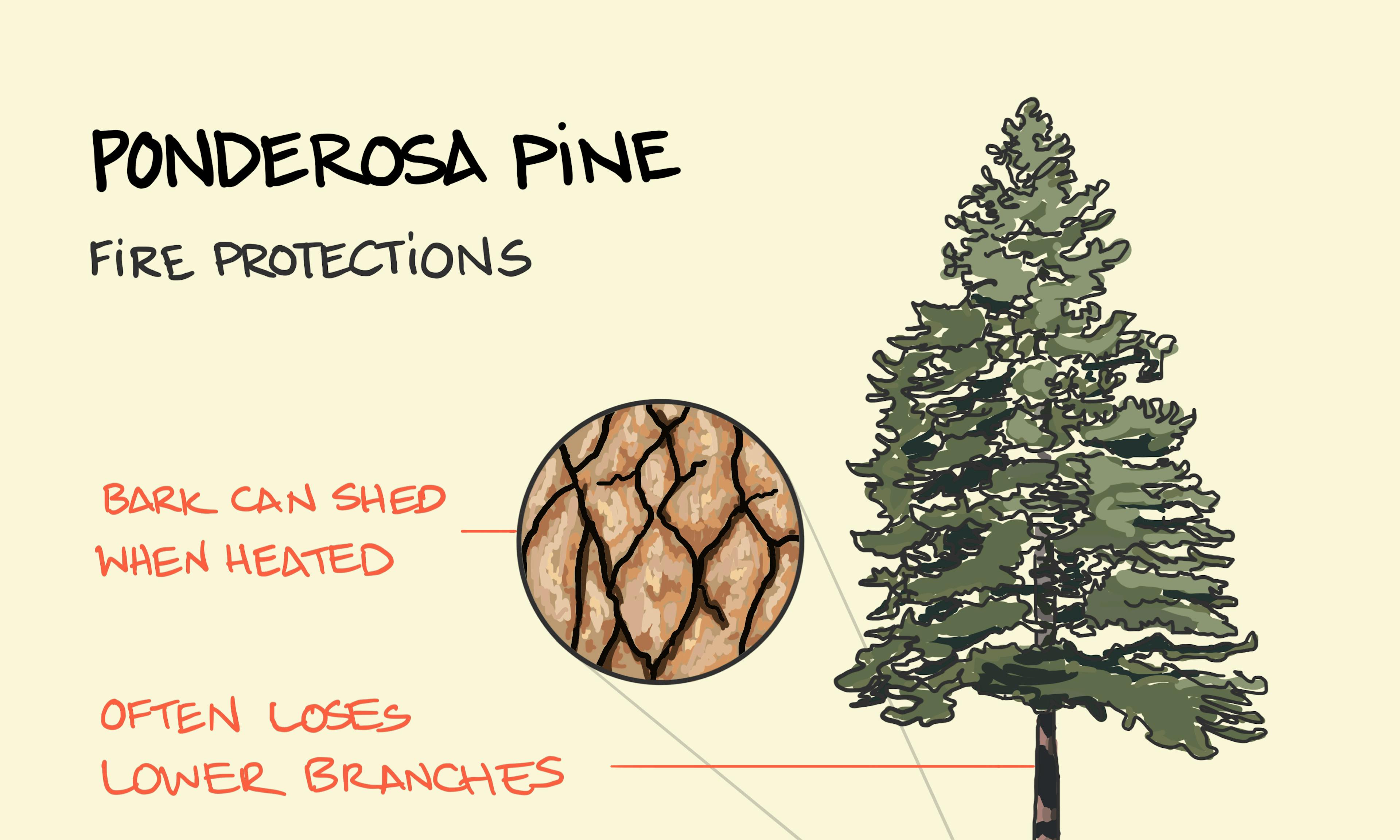 Ponderosa pine and its bark listing out some of the fire protections it has