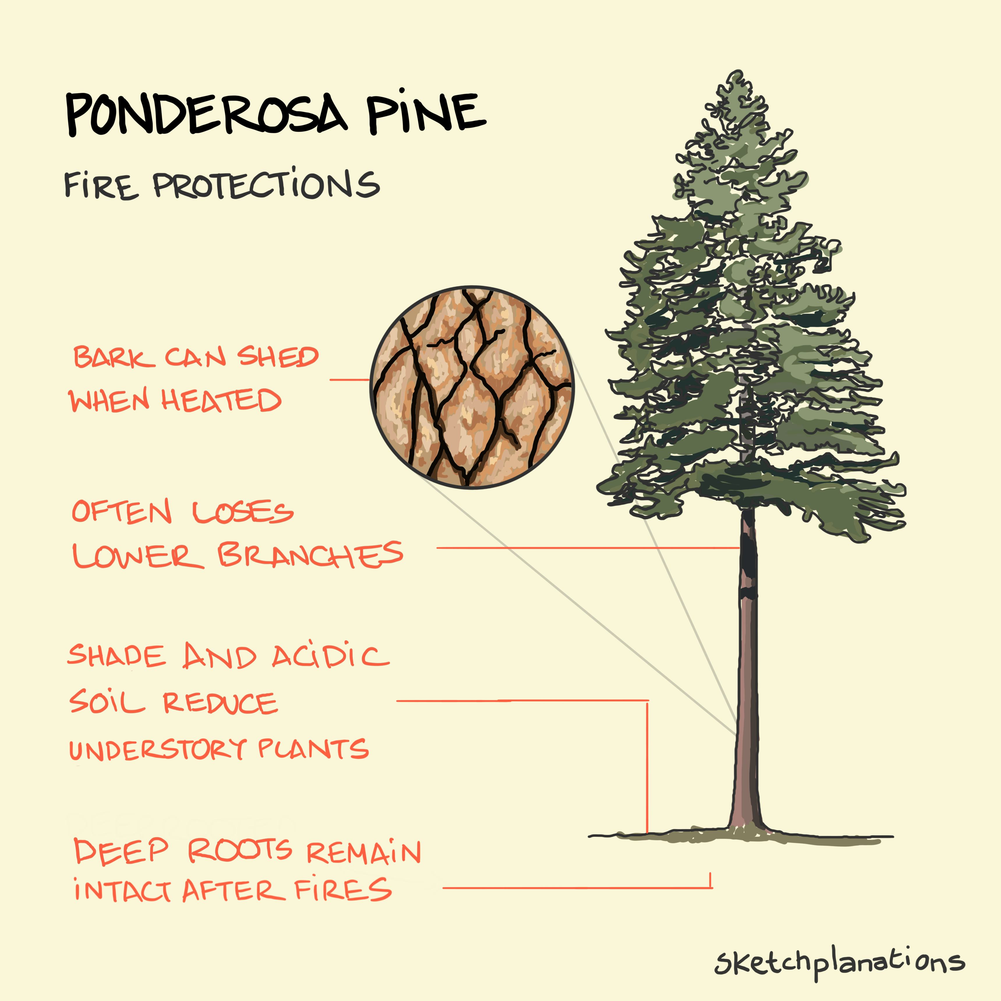 Ponderosa pine and its bark listing out some of the fire protections it has