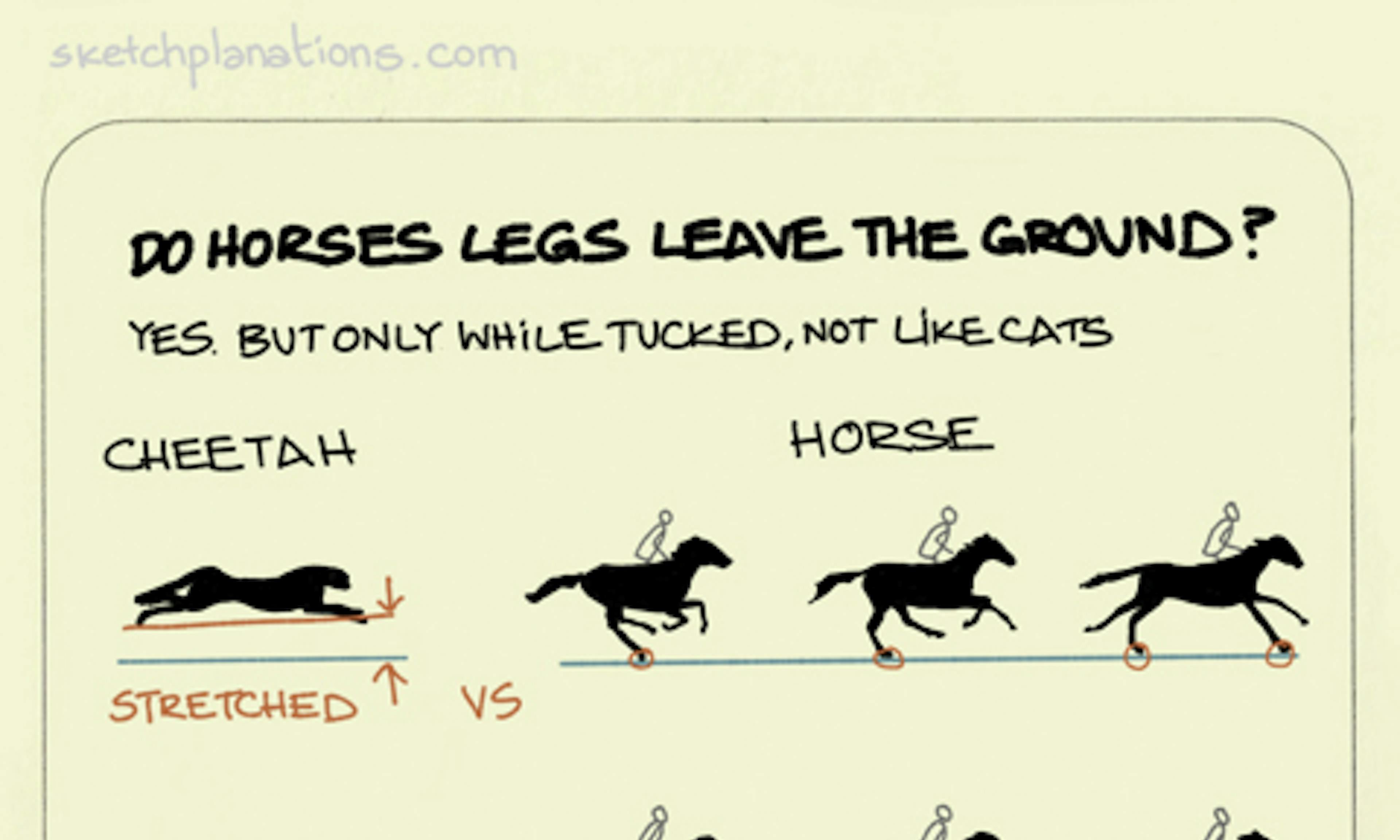 A cheetah vs a horse showing the legs leaving the ground in the tucked position from famous photos by Eadweard Muybridge
