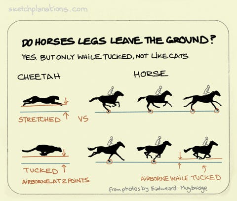 Do horses legs leave the ground at a gallop? - Sketchplanations