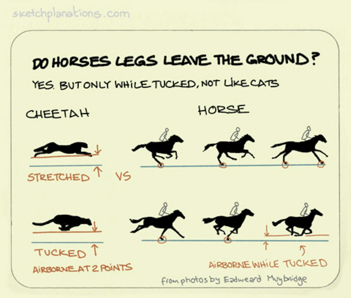 How Often Should You Trim Your Horse's Hooves? A Guide to Maintaining