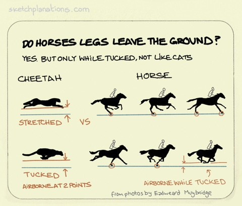 A cheetah vs a horse showing the legs leaving the ground in the tucked position from famous photos by Eadweard Muybridge