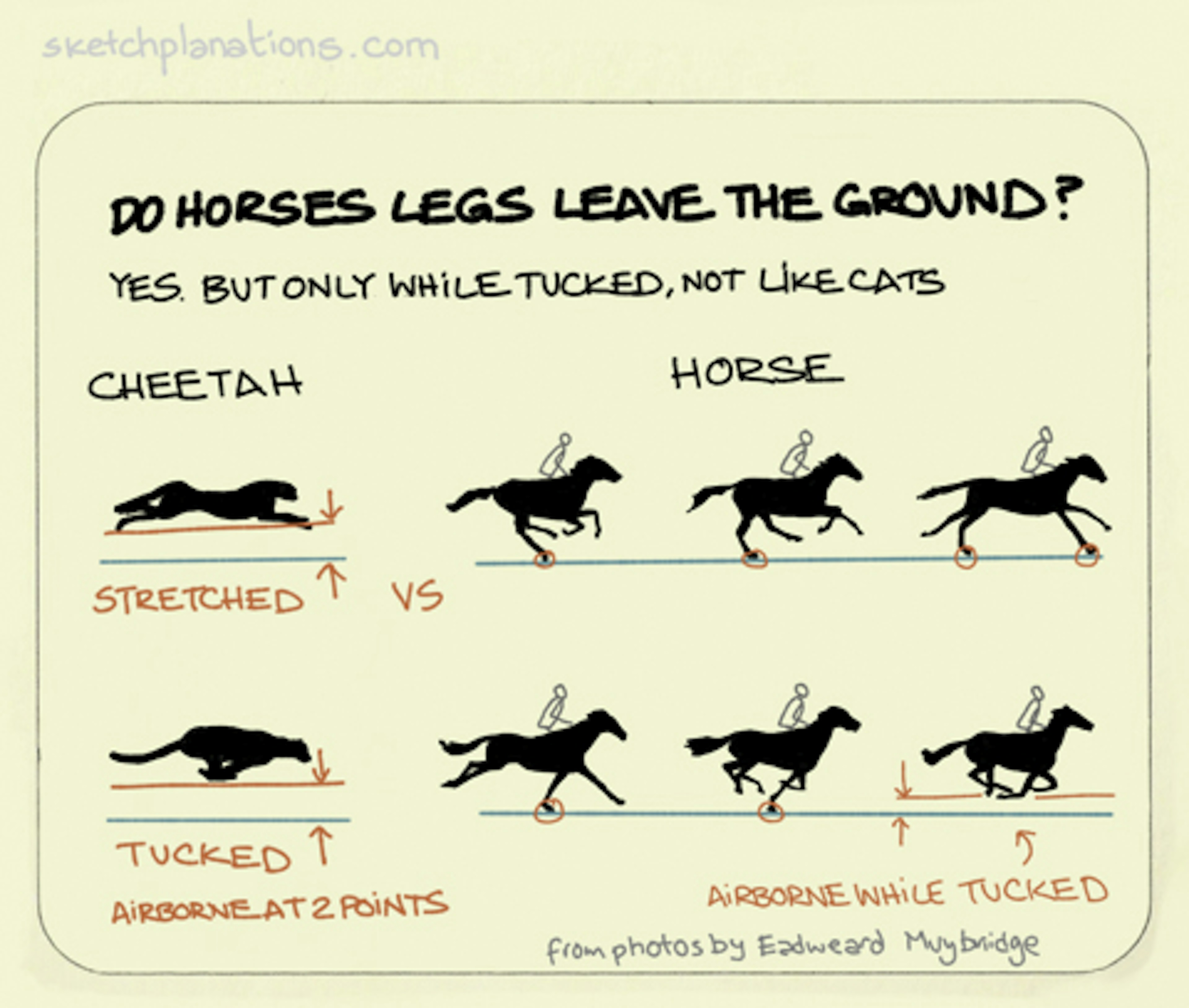 A cheetah vs a horse showing the legs leaving the ground in the tucked position from famous photos by Eadweard Muybridge