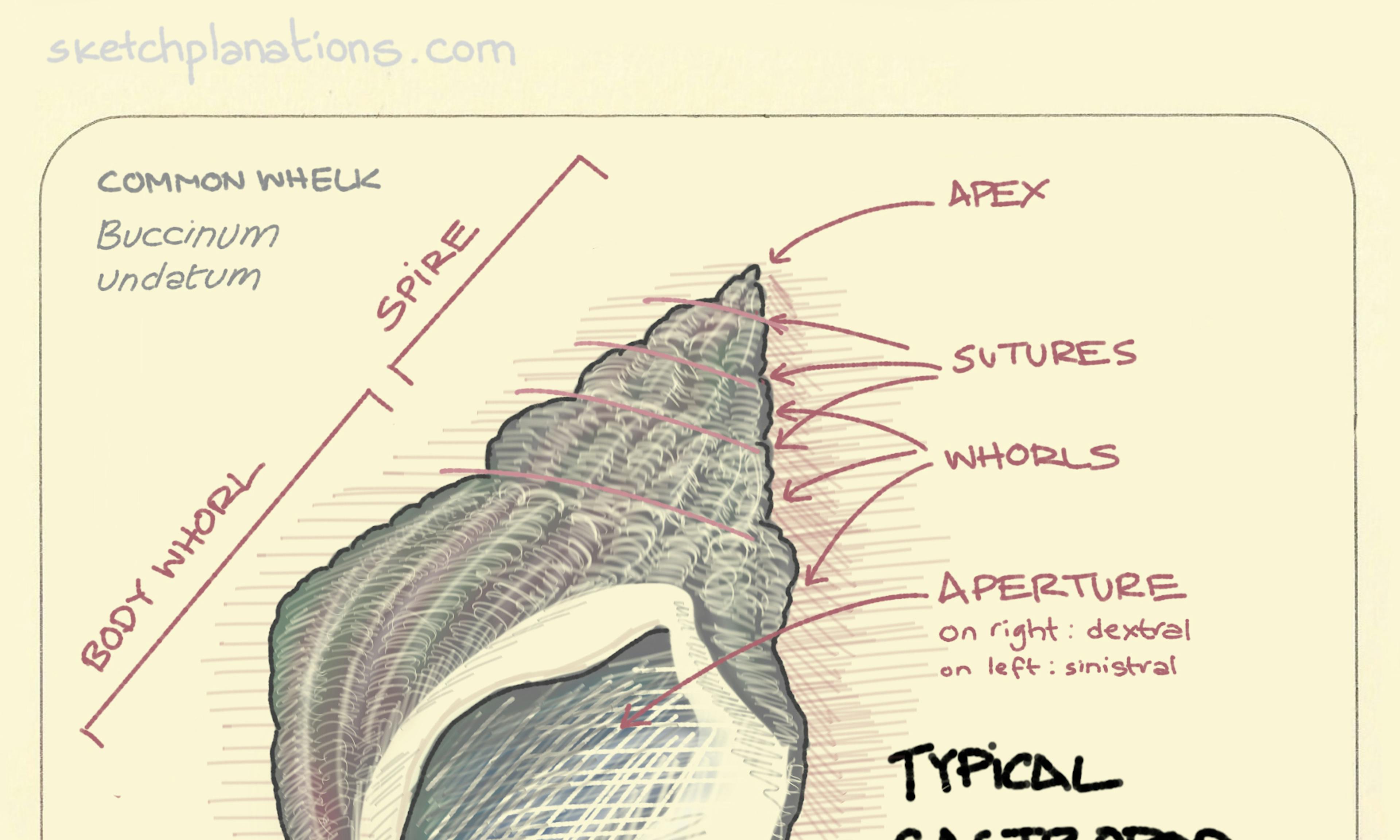 Typical gastropod anatomy: identifying the main parts of the shell of a common whelk