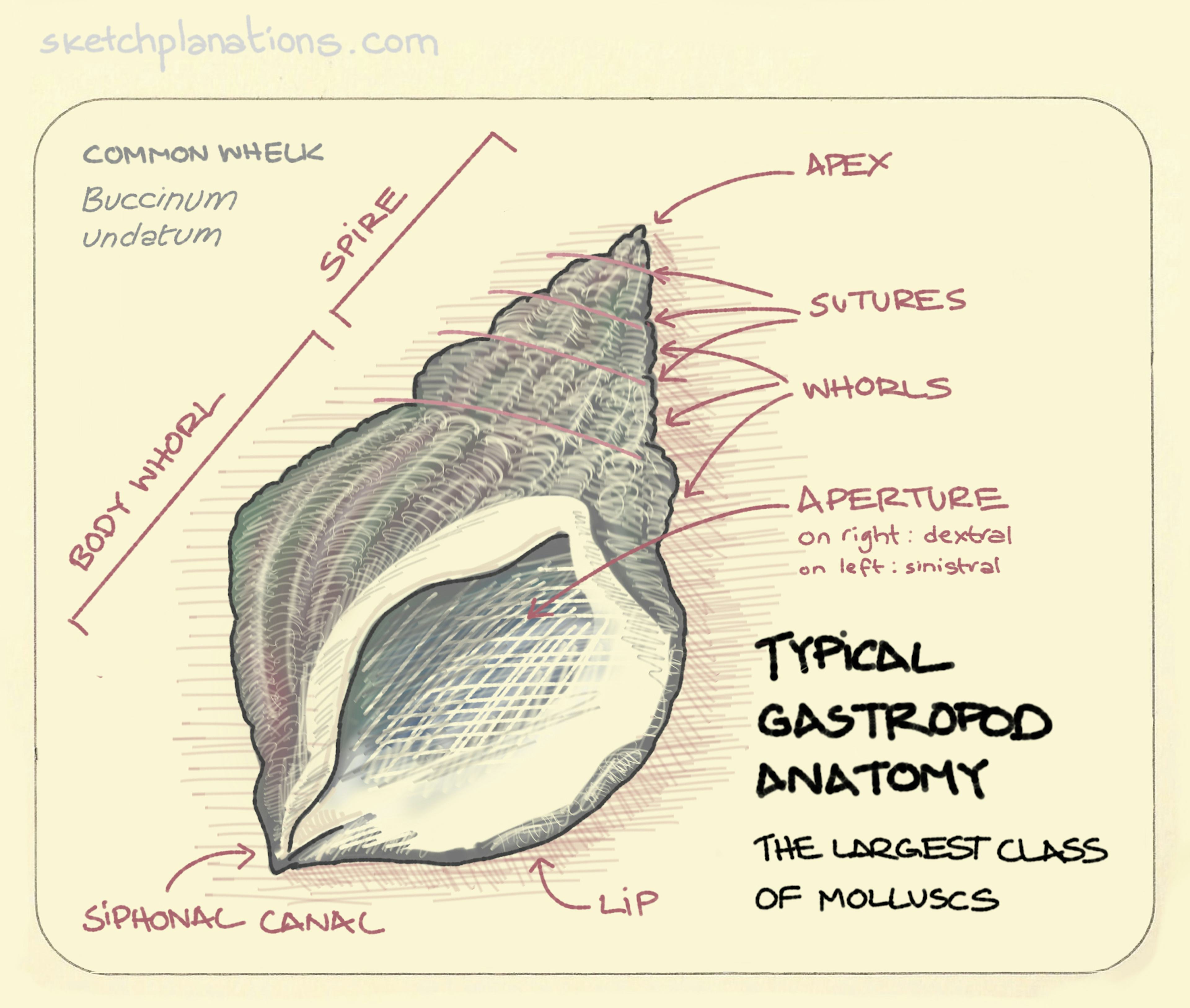 Typical gastropod anatomy: identifying the main parts of the shell of a common whelk