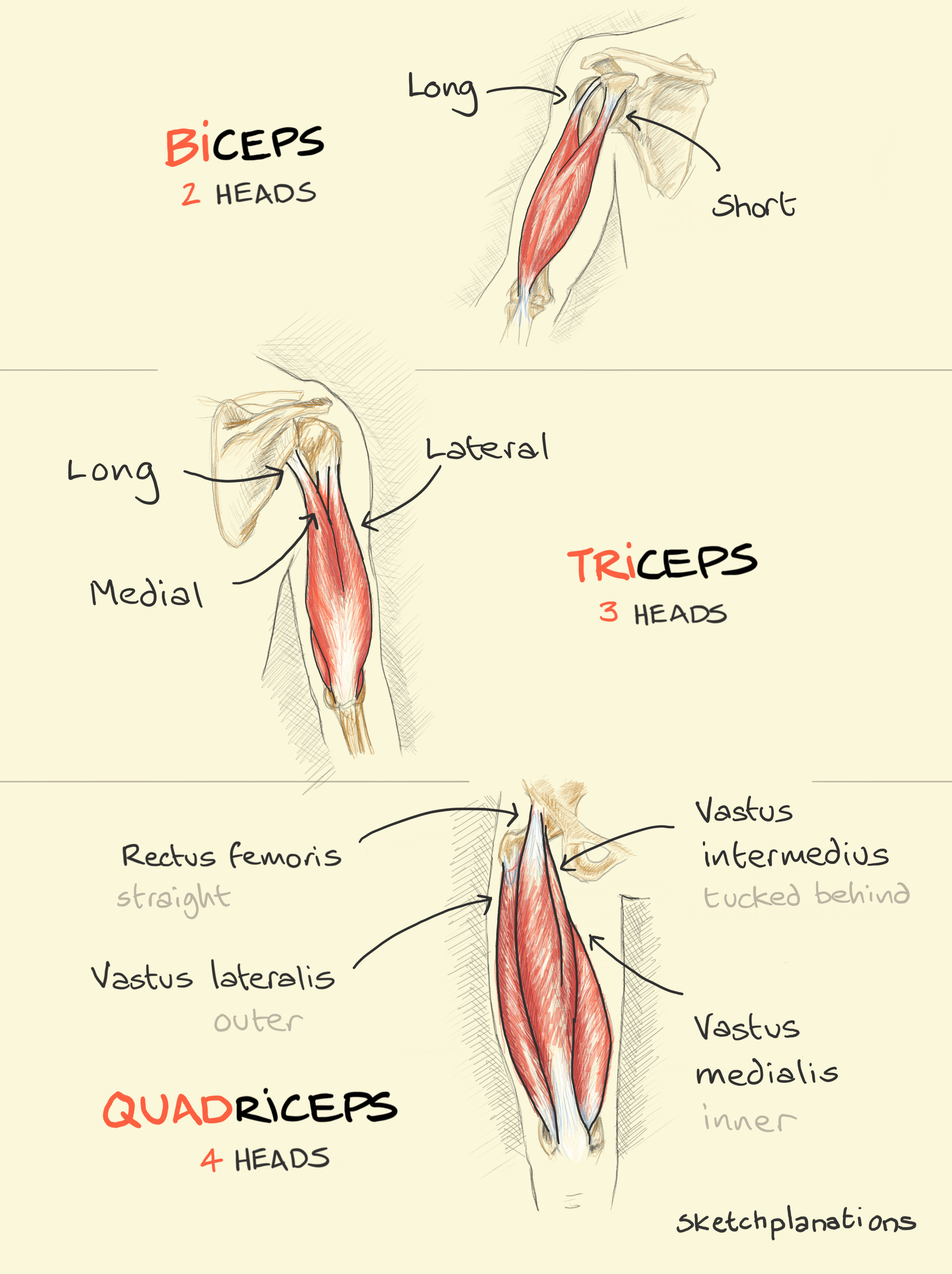 Biceps, triceps and quadriceps: muscles drawing showing the 2, 3, and 4 connecting origins of each, respectively