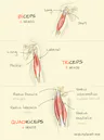 Biceps Triceps Quadriceps Sketchplanations biceps-triceps-quadriceps-sketchplanations