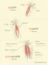 biceps-triceps-quadriceps-sketchplanations