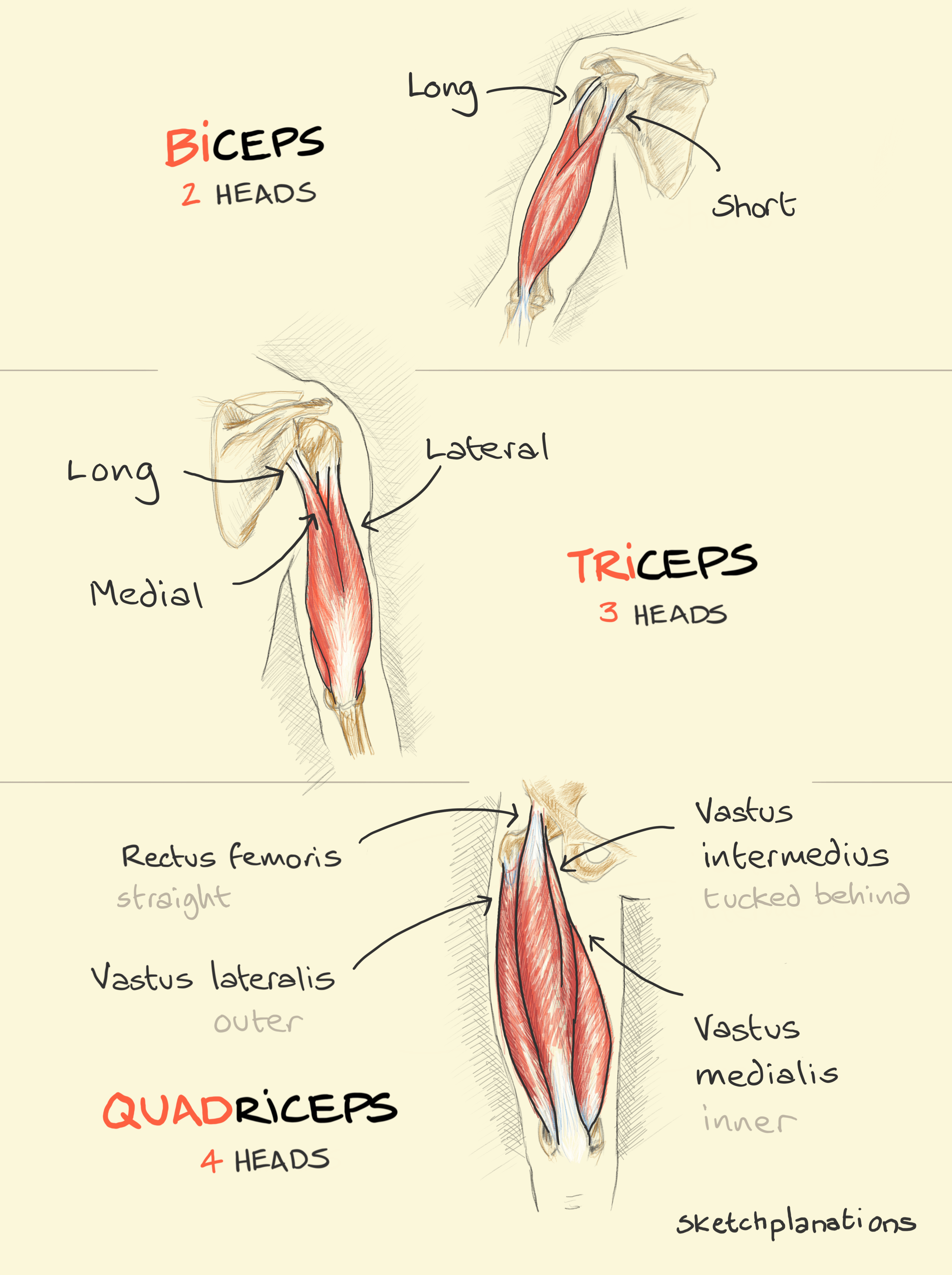 Biceps, triceps, quadriceps - Sketchplanations